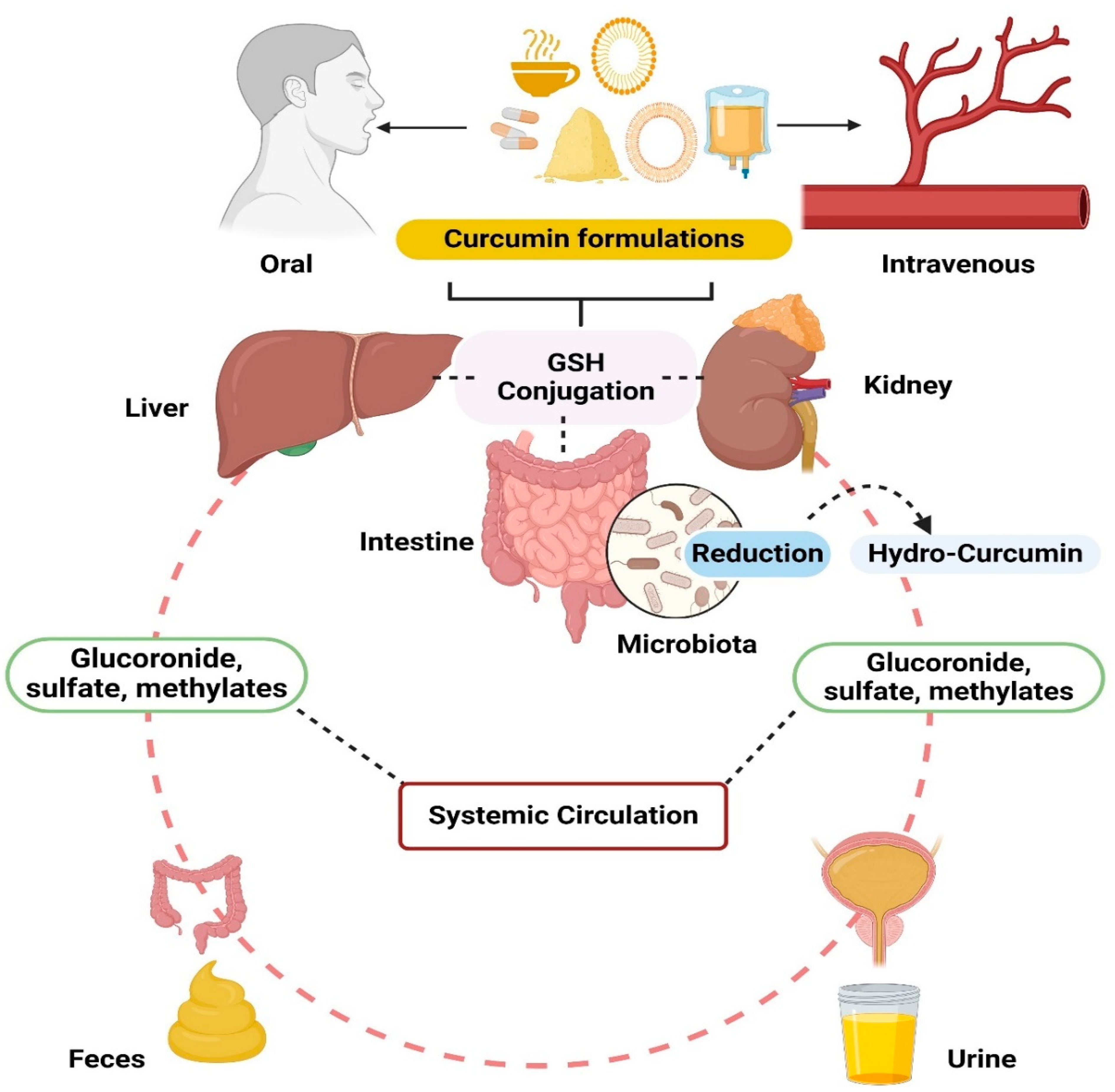 Pharmaceutics 16 00637 g003