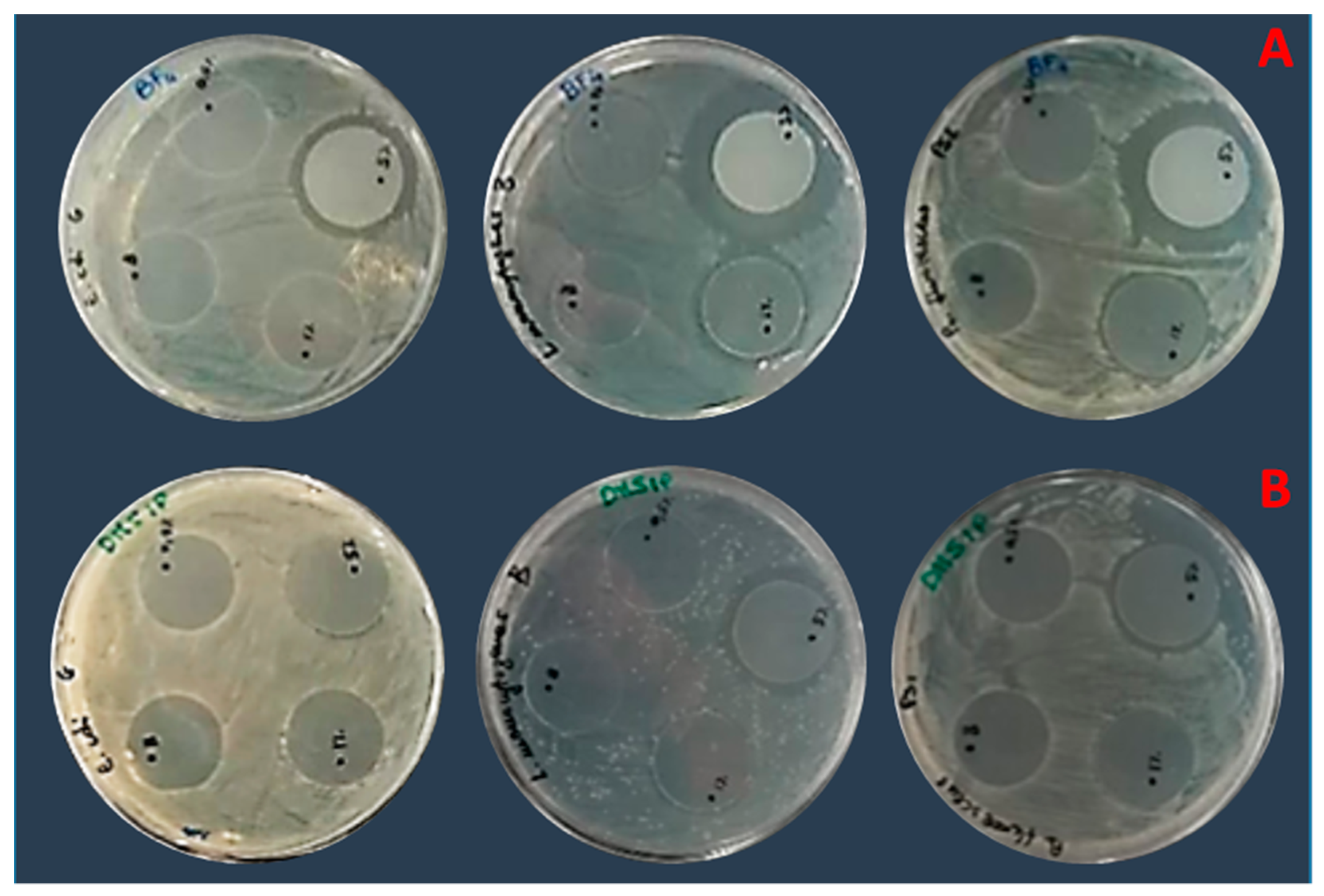 Pharmaceutics 16 00642 g011
