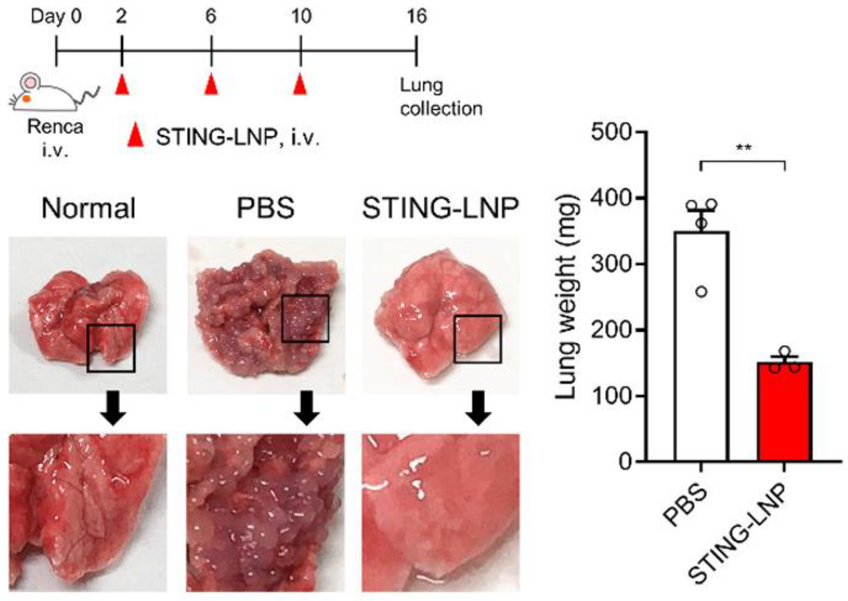 Pharmaceutics 16 00644 g004