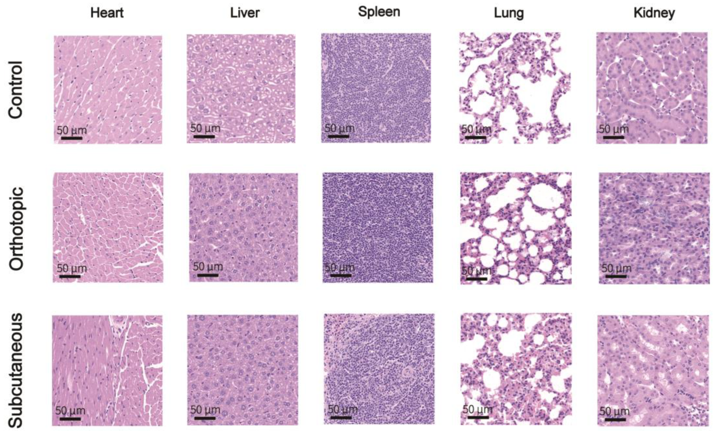 Pharmaceutics 16 00655 g008