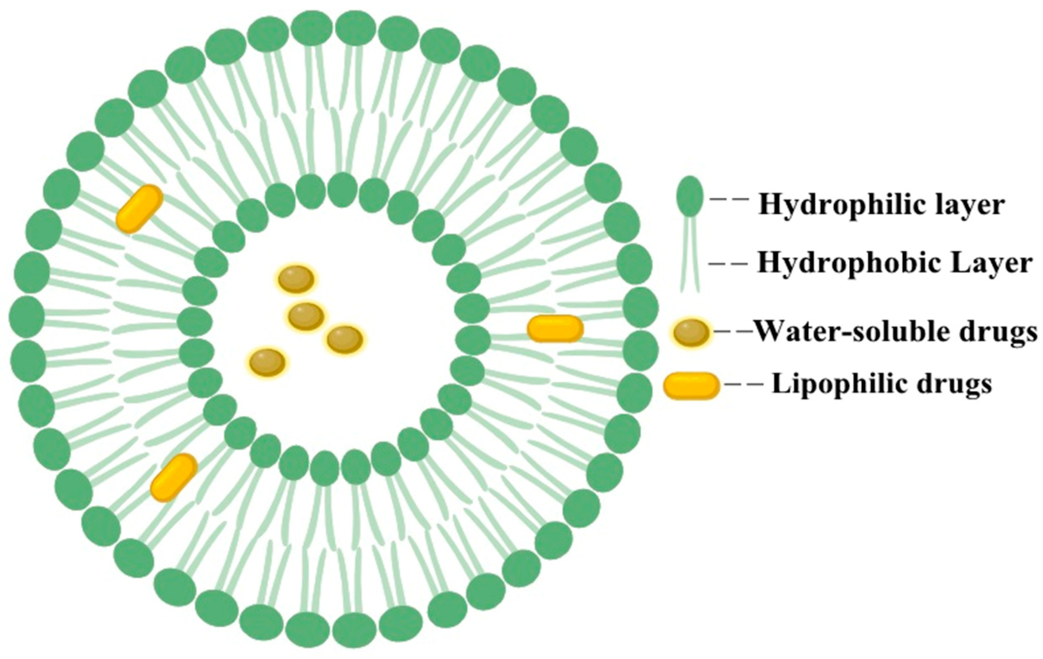 Pharmaceutics 16 00674 g002