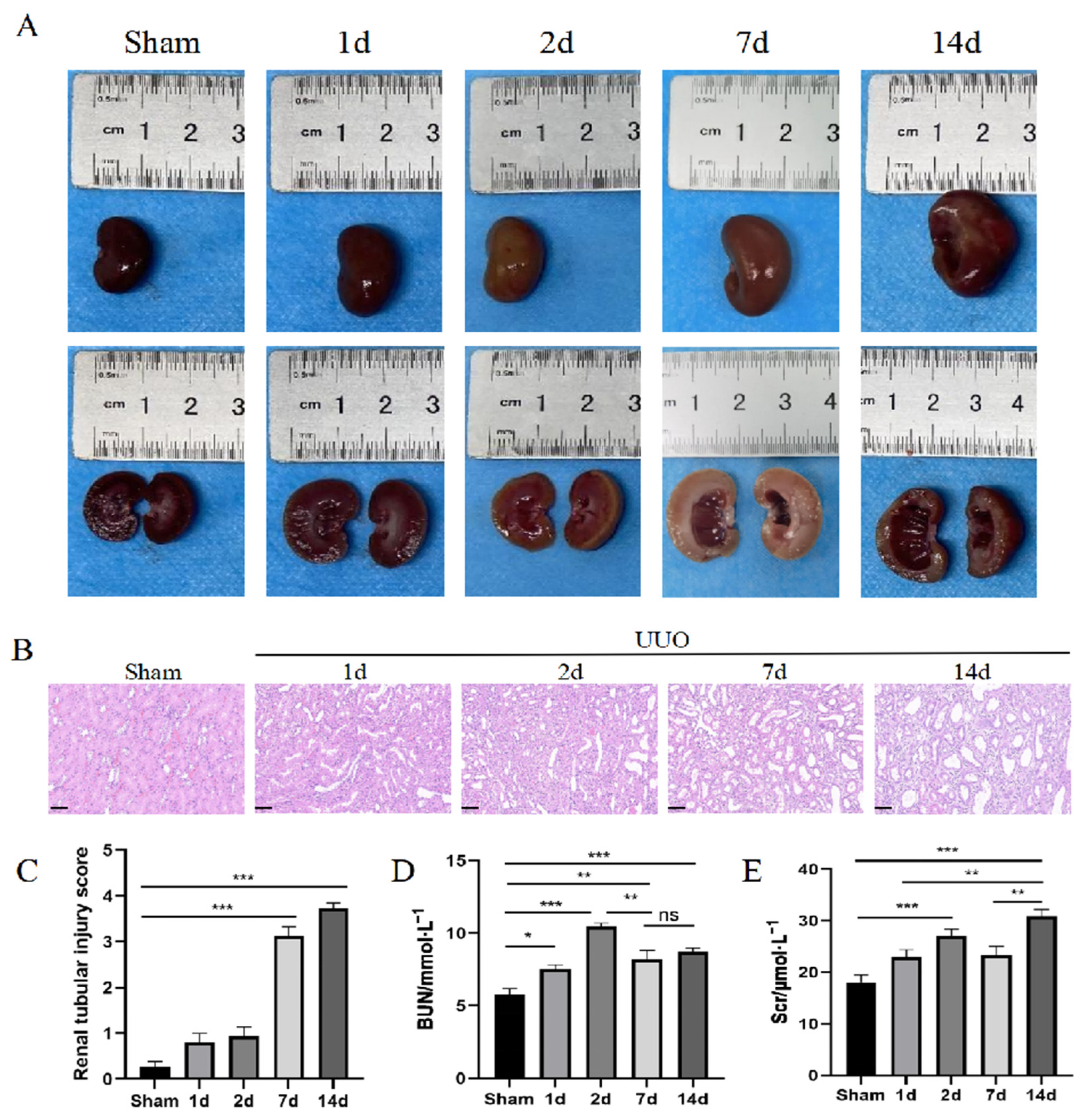 Pharmaceutics 16 00695 g001