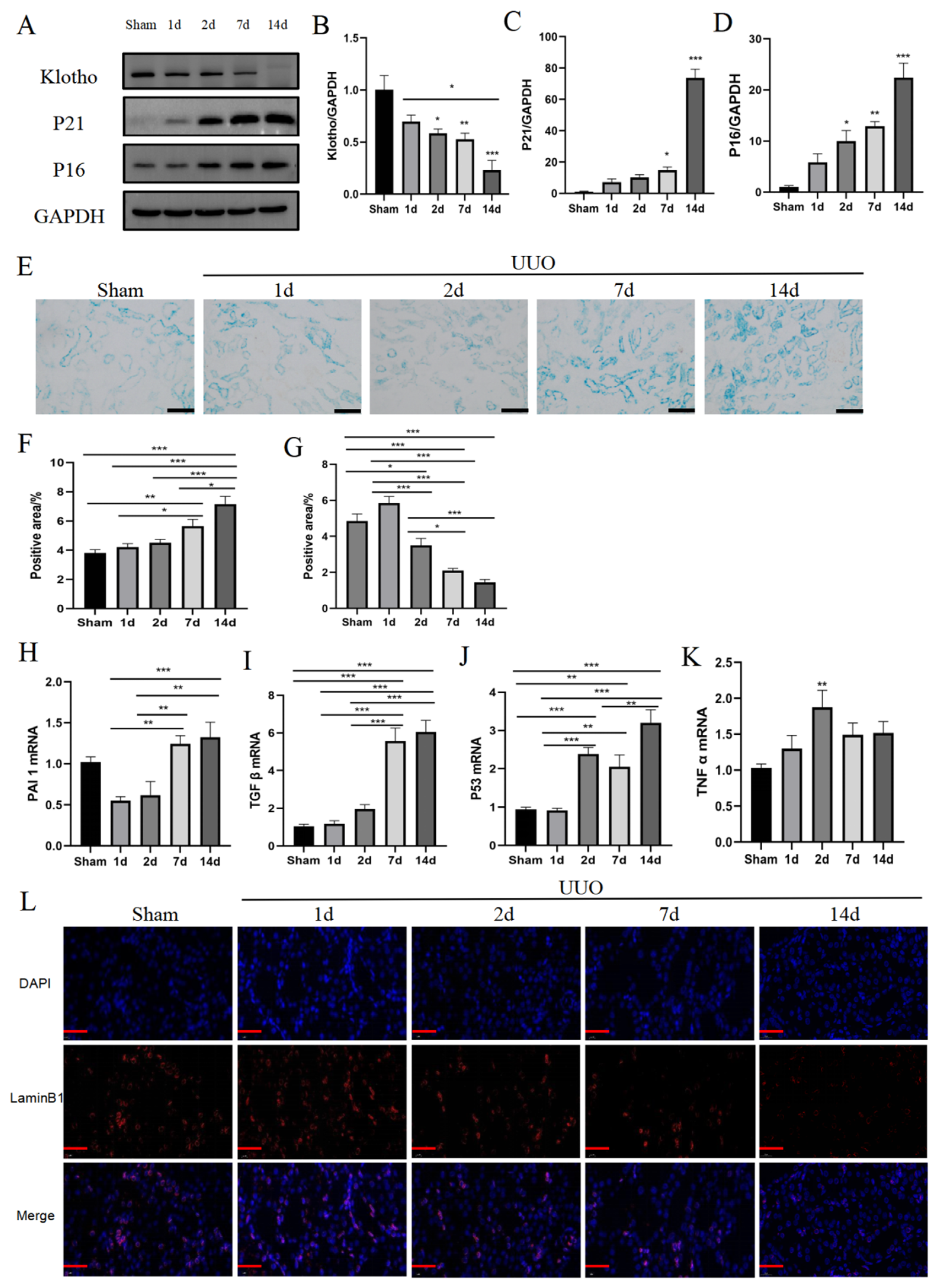 Pharmaceutics 16 00695 g002