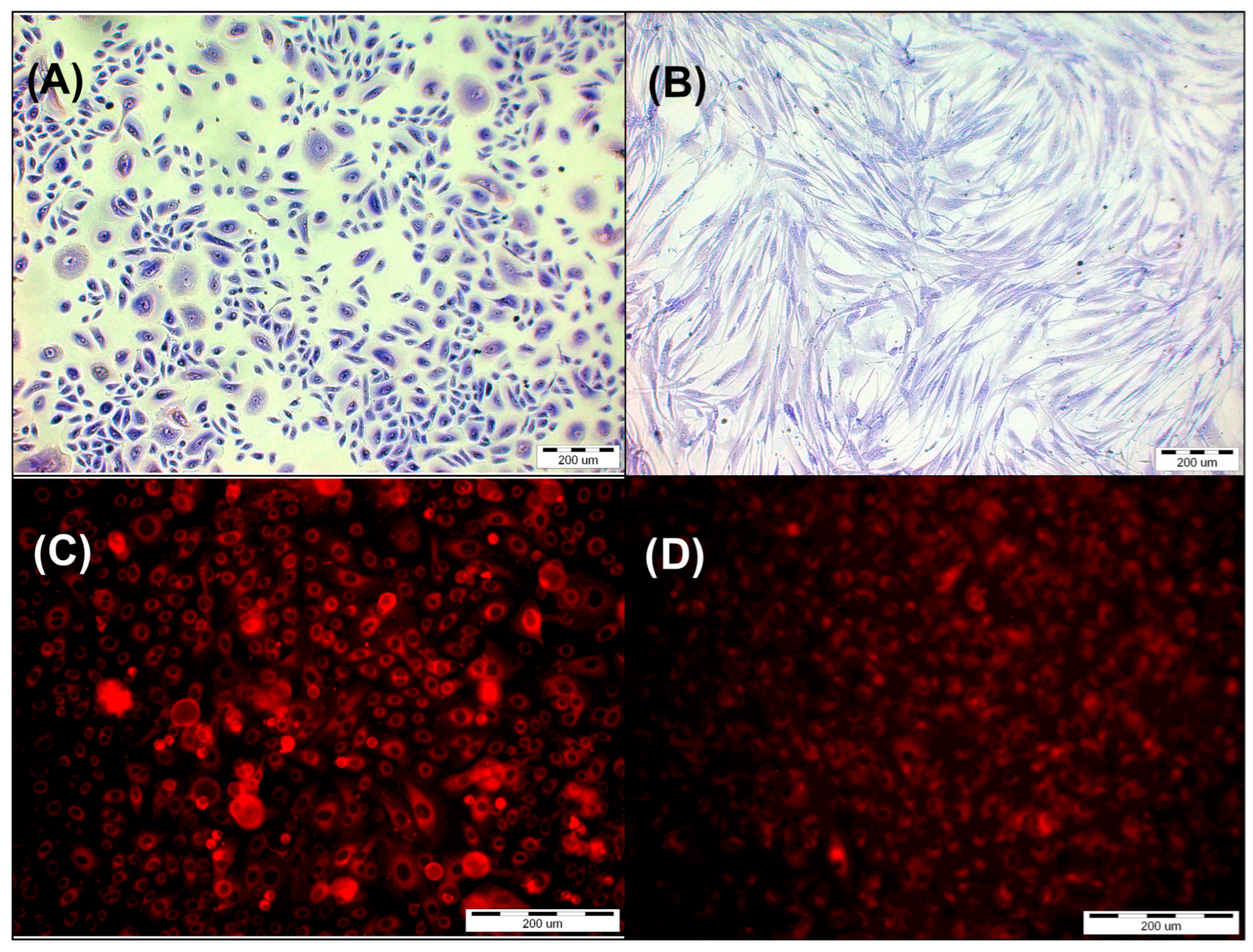 Pharmaceutics 16 00696 g004