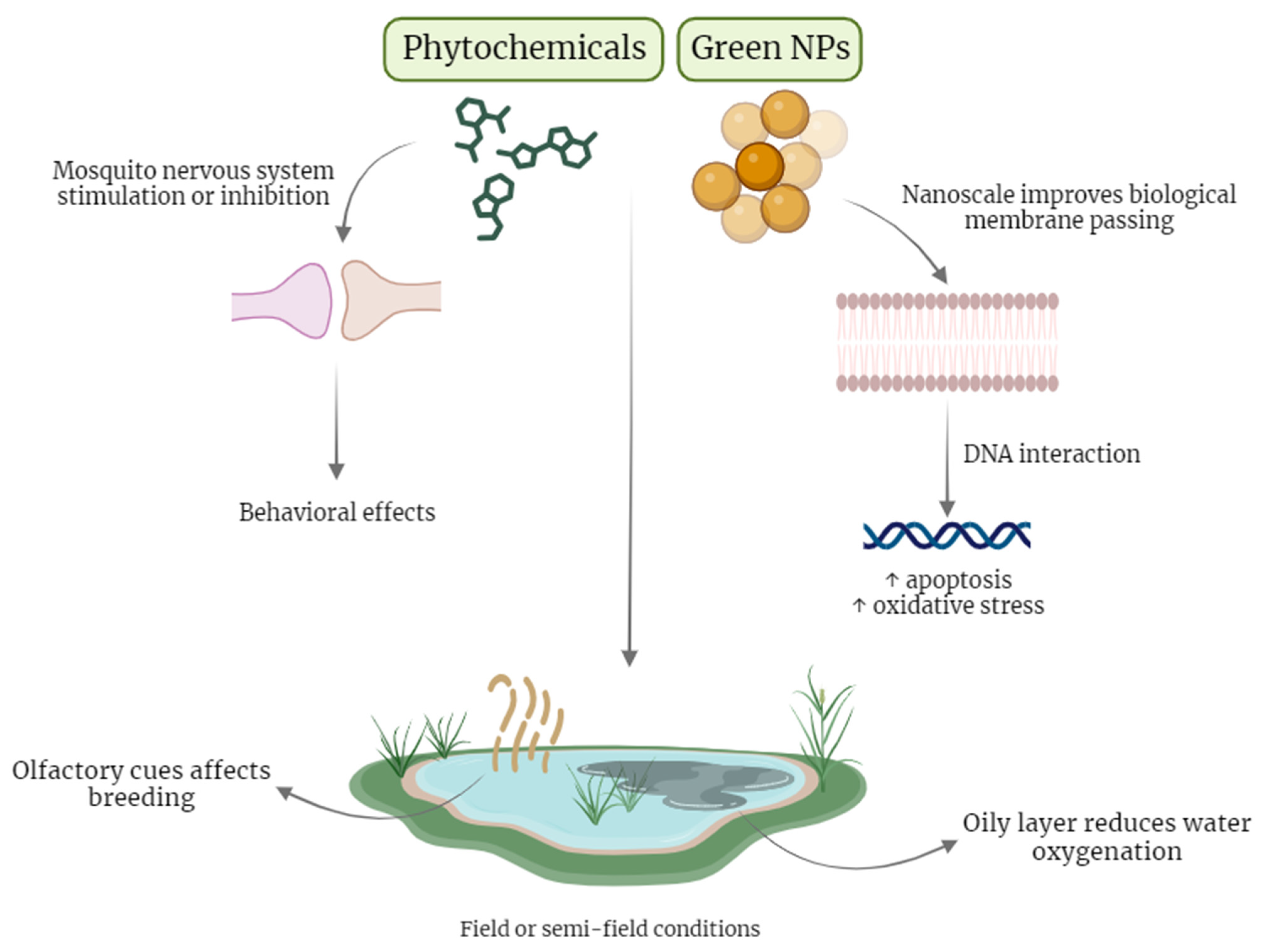 Pharmaceutics 16 00699 g002