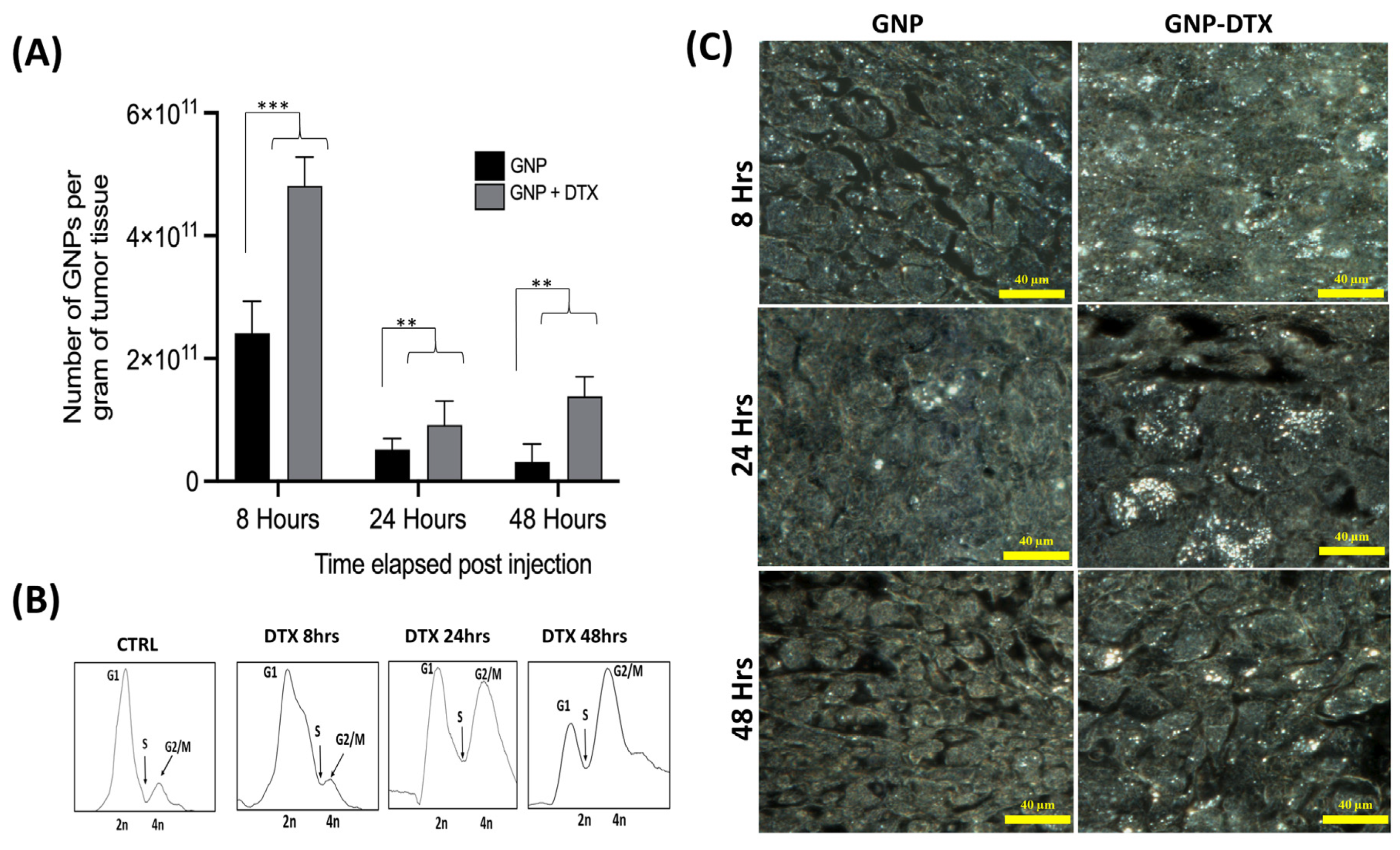 Pharmaceutics 16 00713 g004
