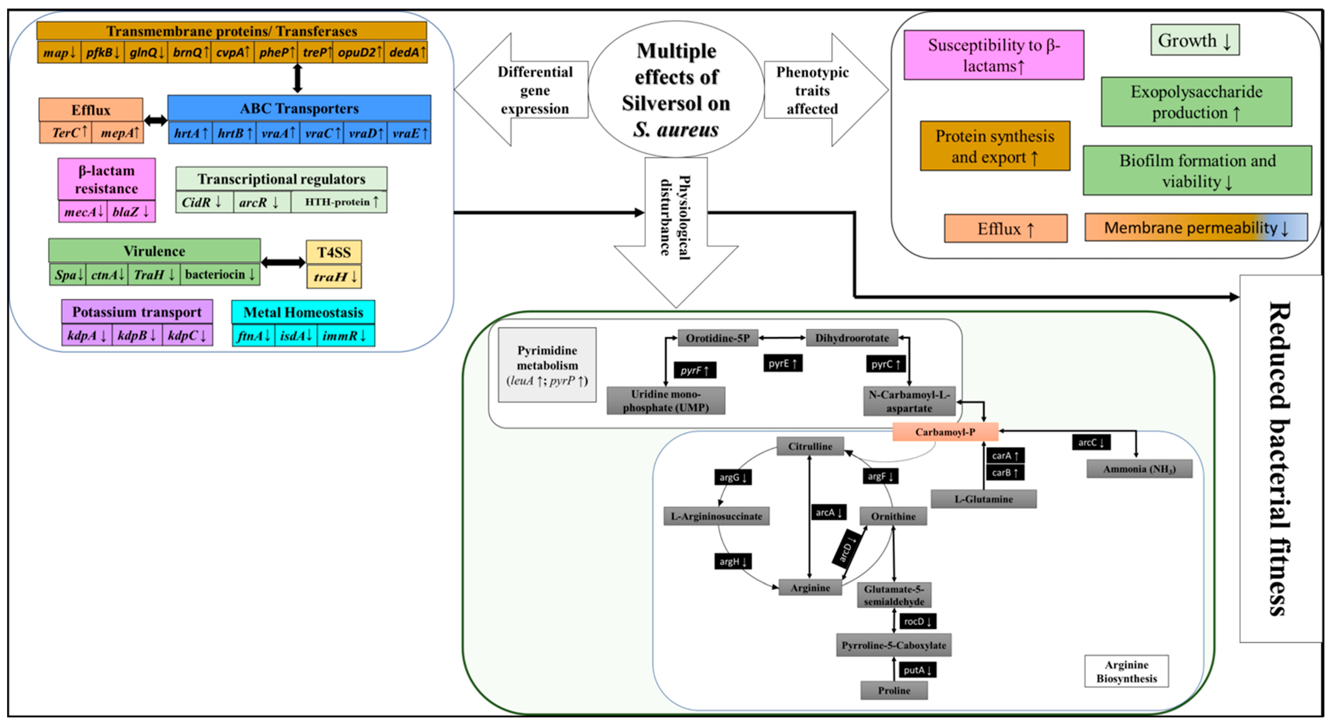 Pharmaceutics 16 00726 g008