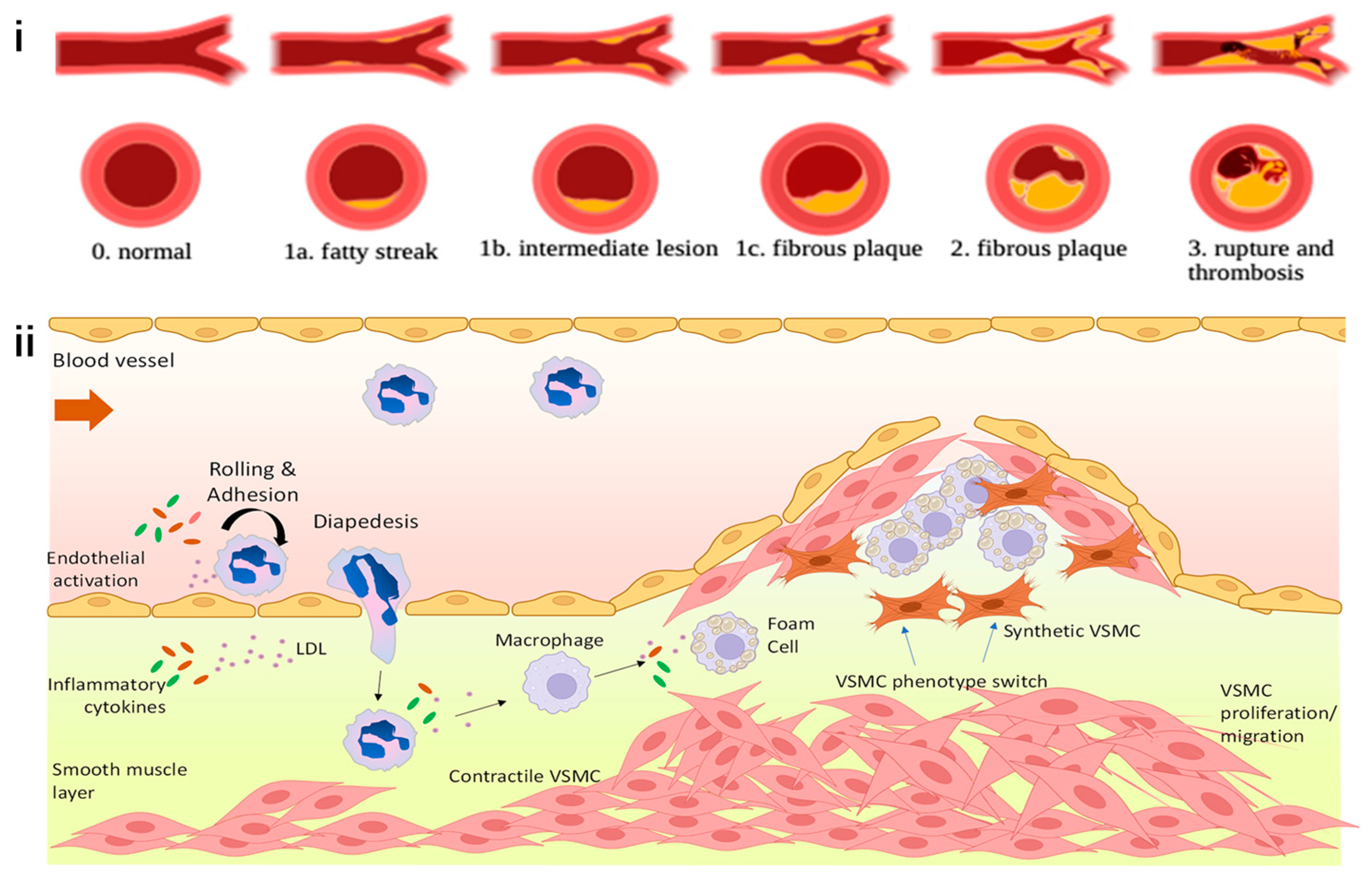 Pharmaceutics 16 00729 g001