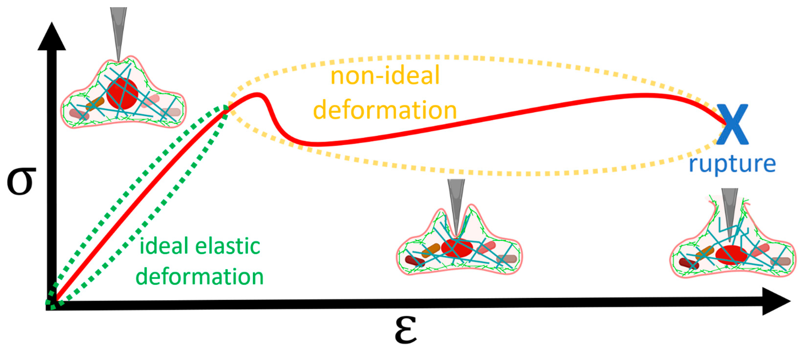 Pharmaceutics 16 00733 g003
