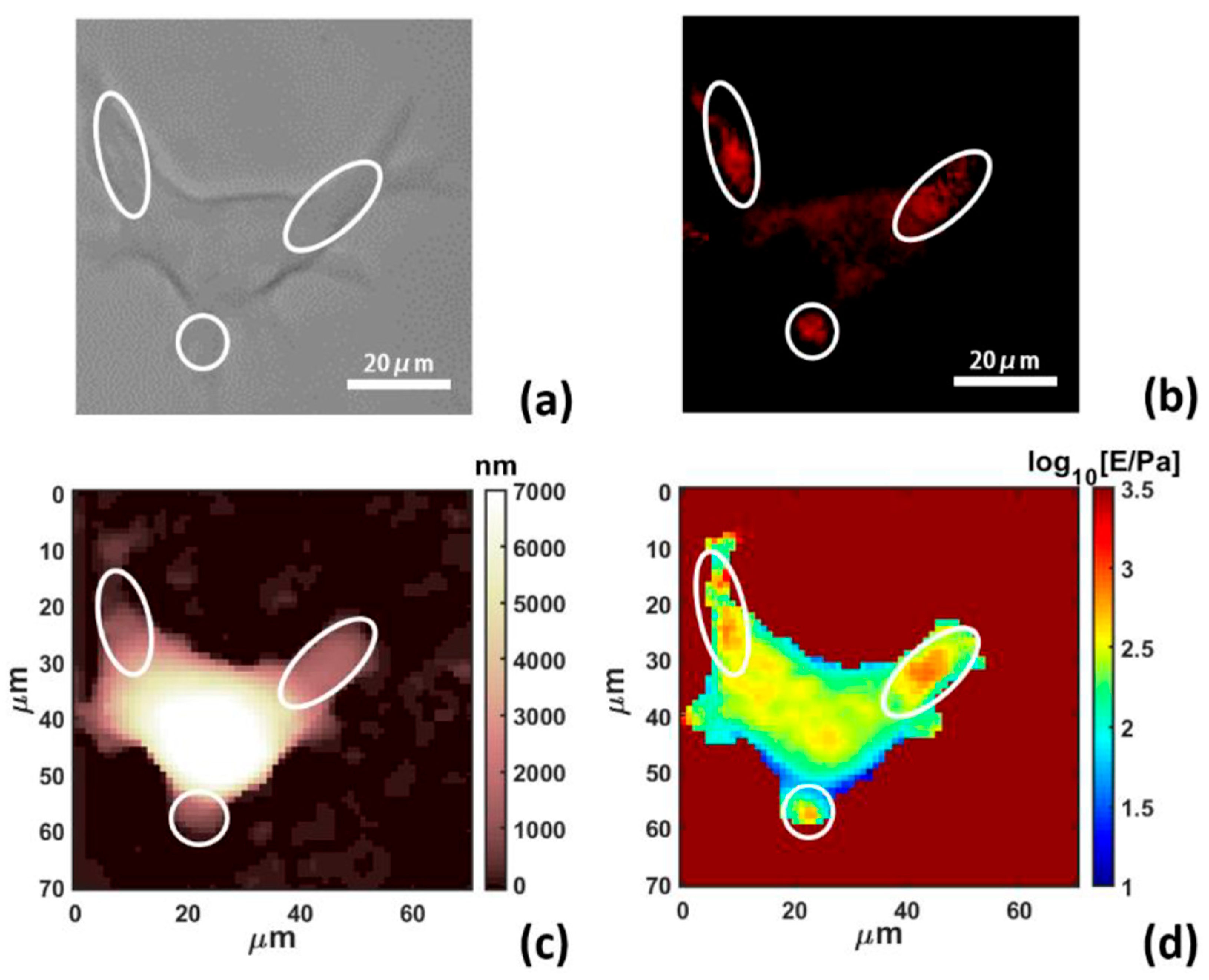 Pharmaceutics 16 00733 g008