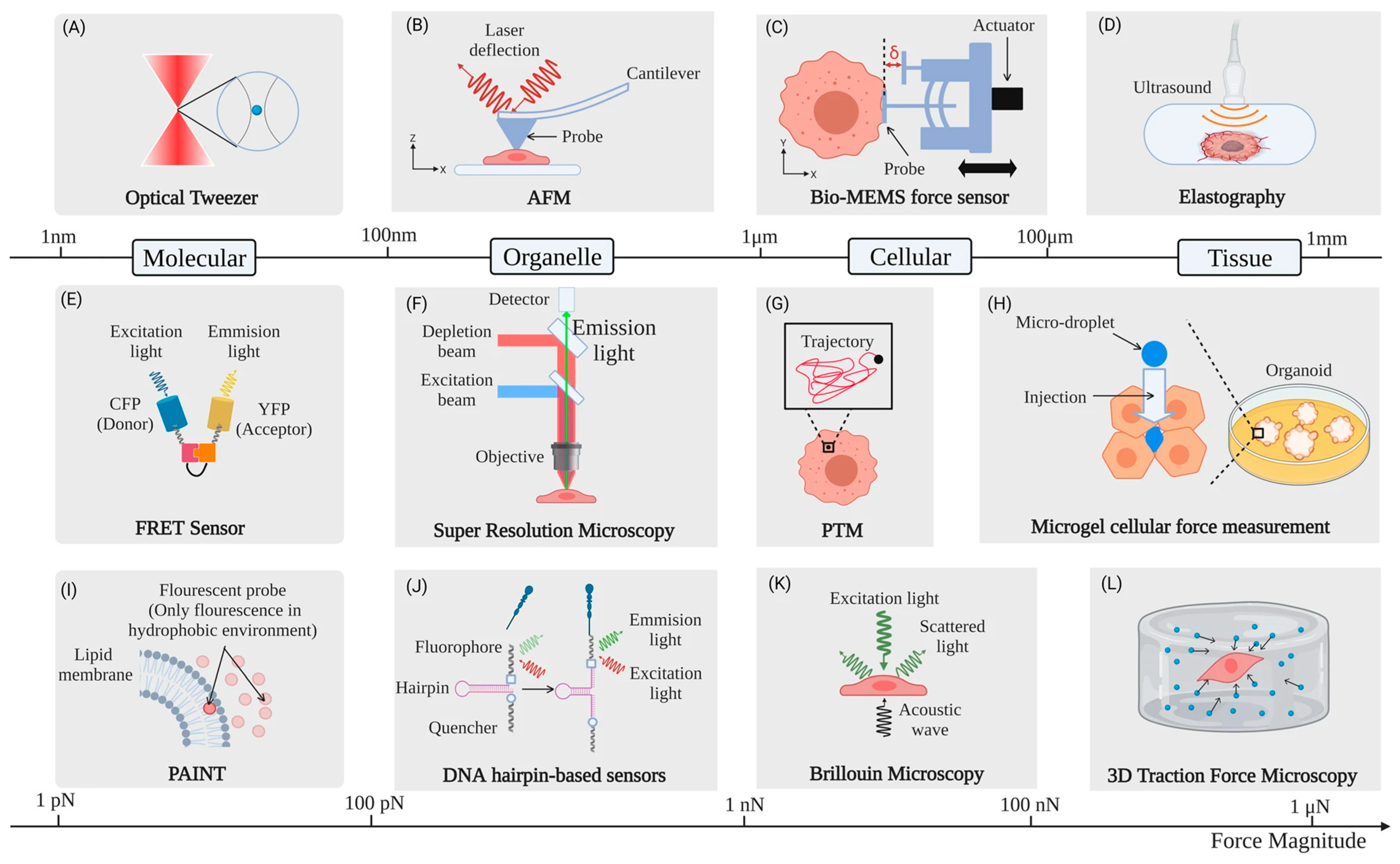 Pharmaceutics 16 00733 g018