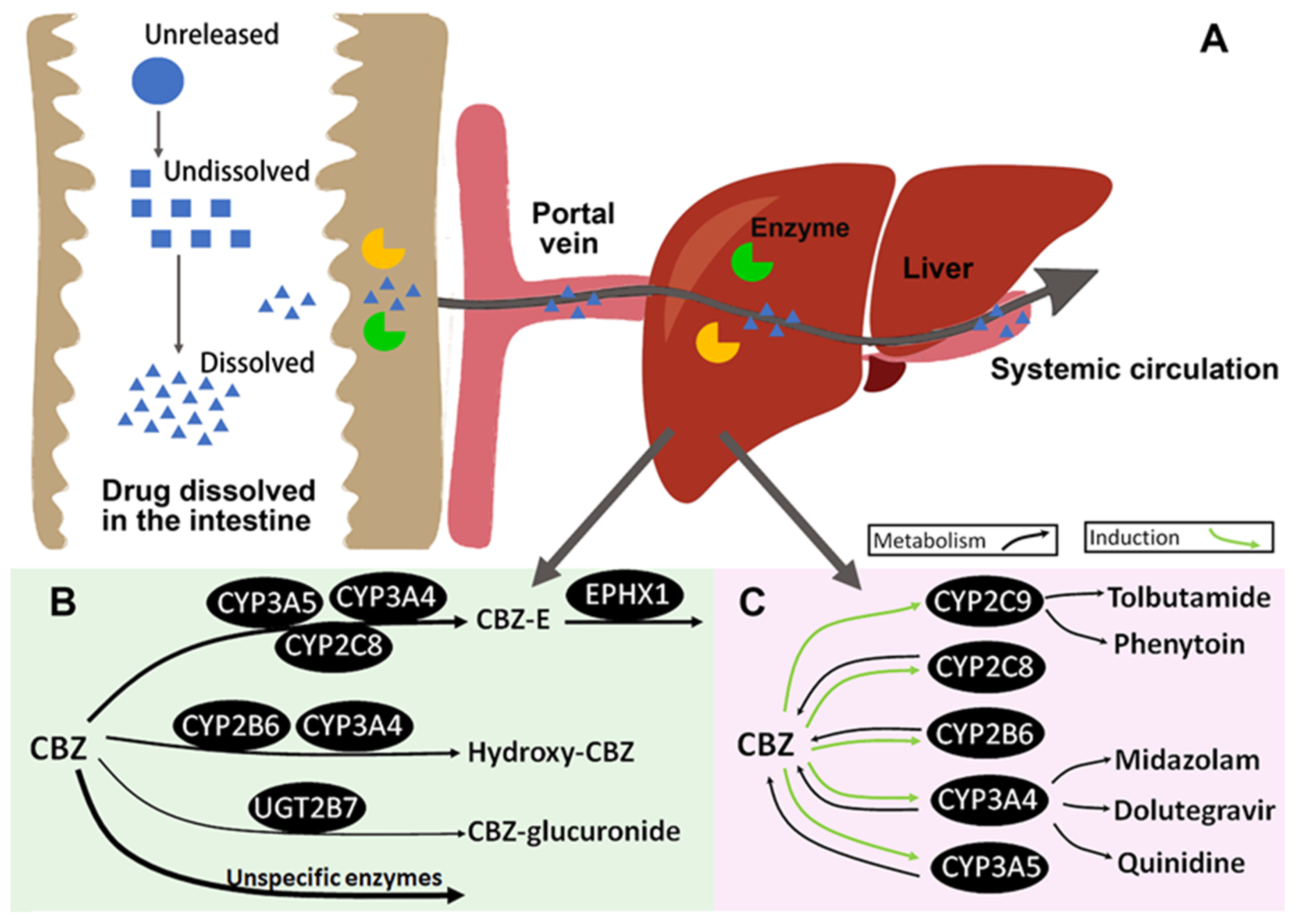 Pharmaceutics 16 00737 g002