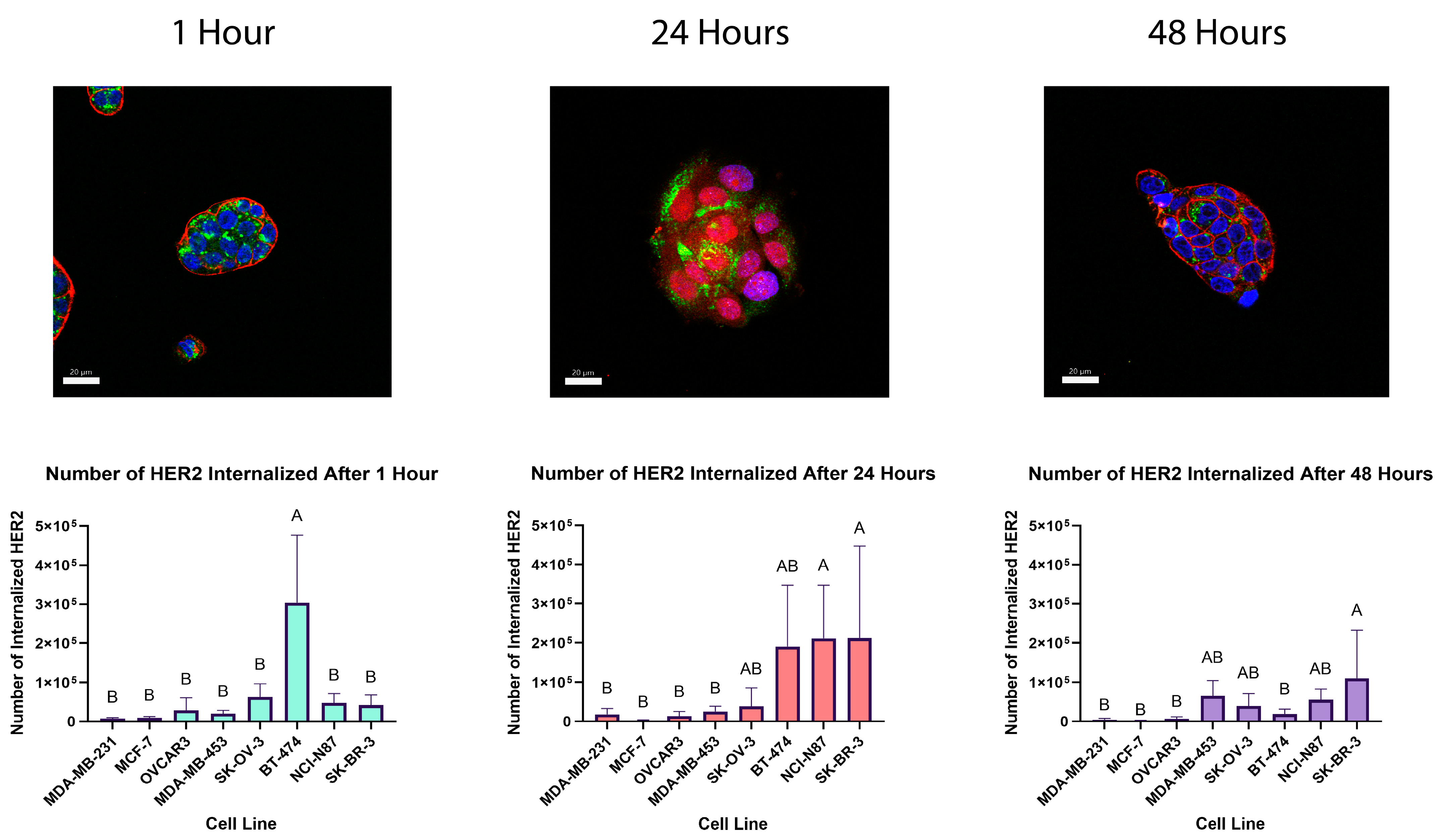 Pharmaceutics 16 00752 g004