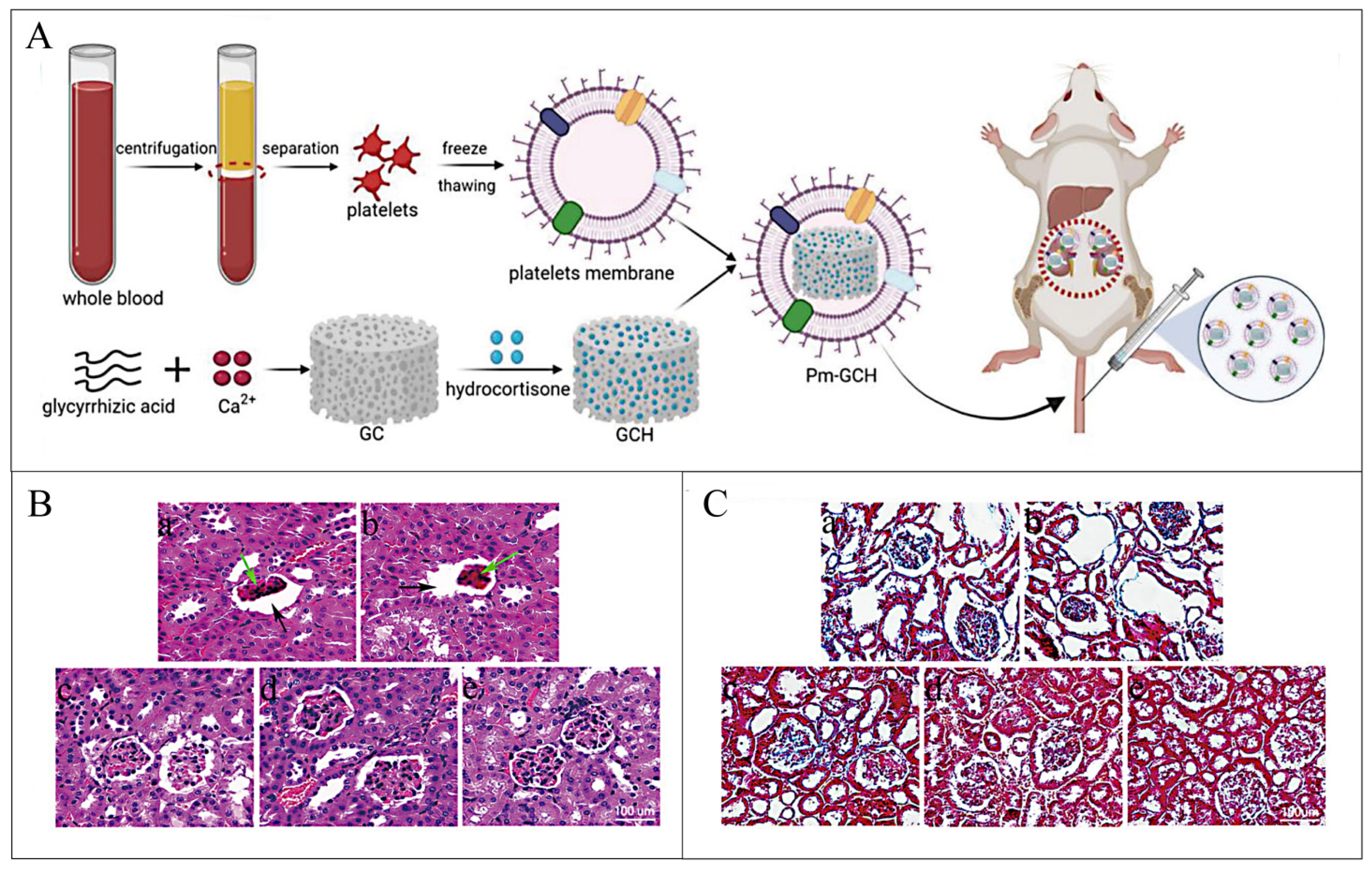 Pharmaceutics 16 00793 g015
