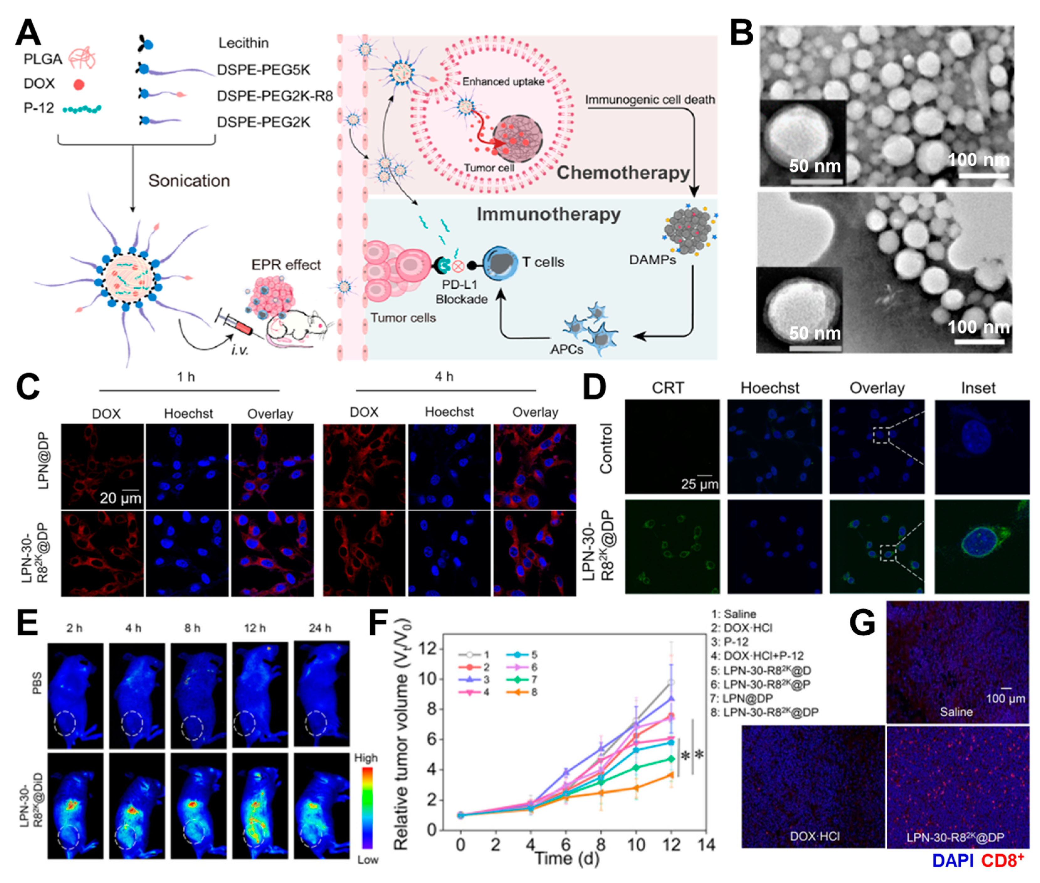 Pharmaceutics 16 00795 g002