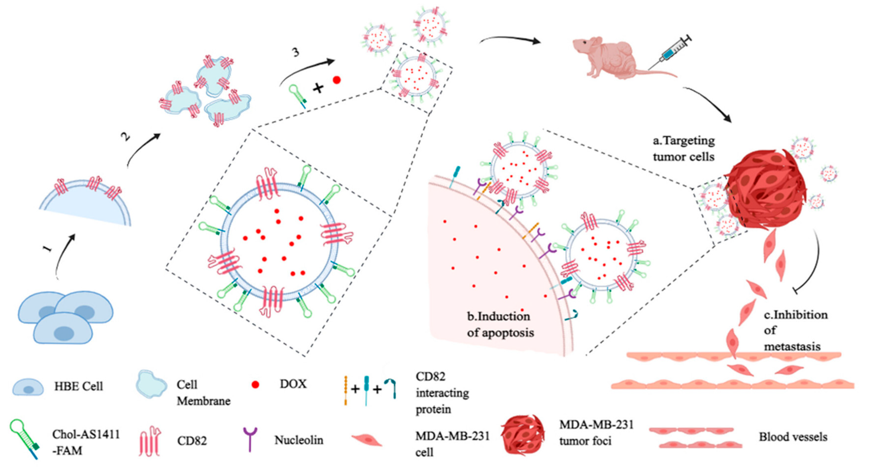 Pharmaceutics 16 00803 g004