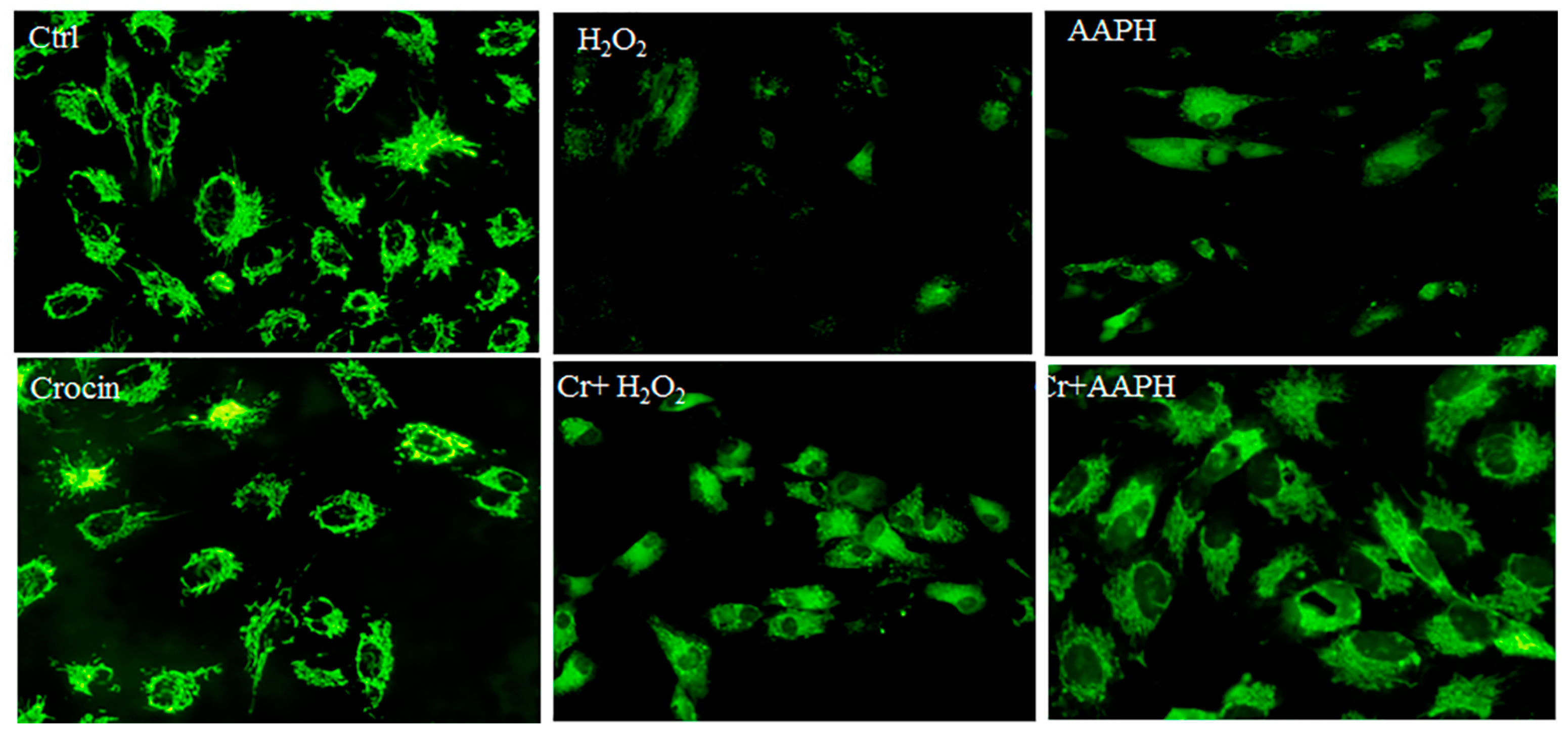 Pharmaceutics 16 00840 g005