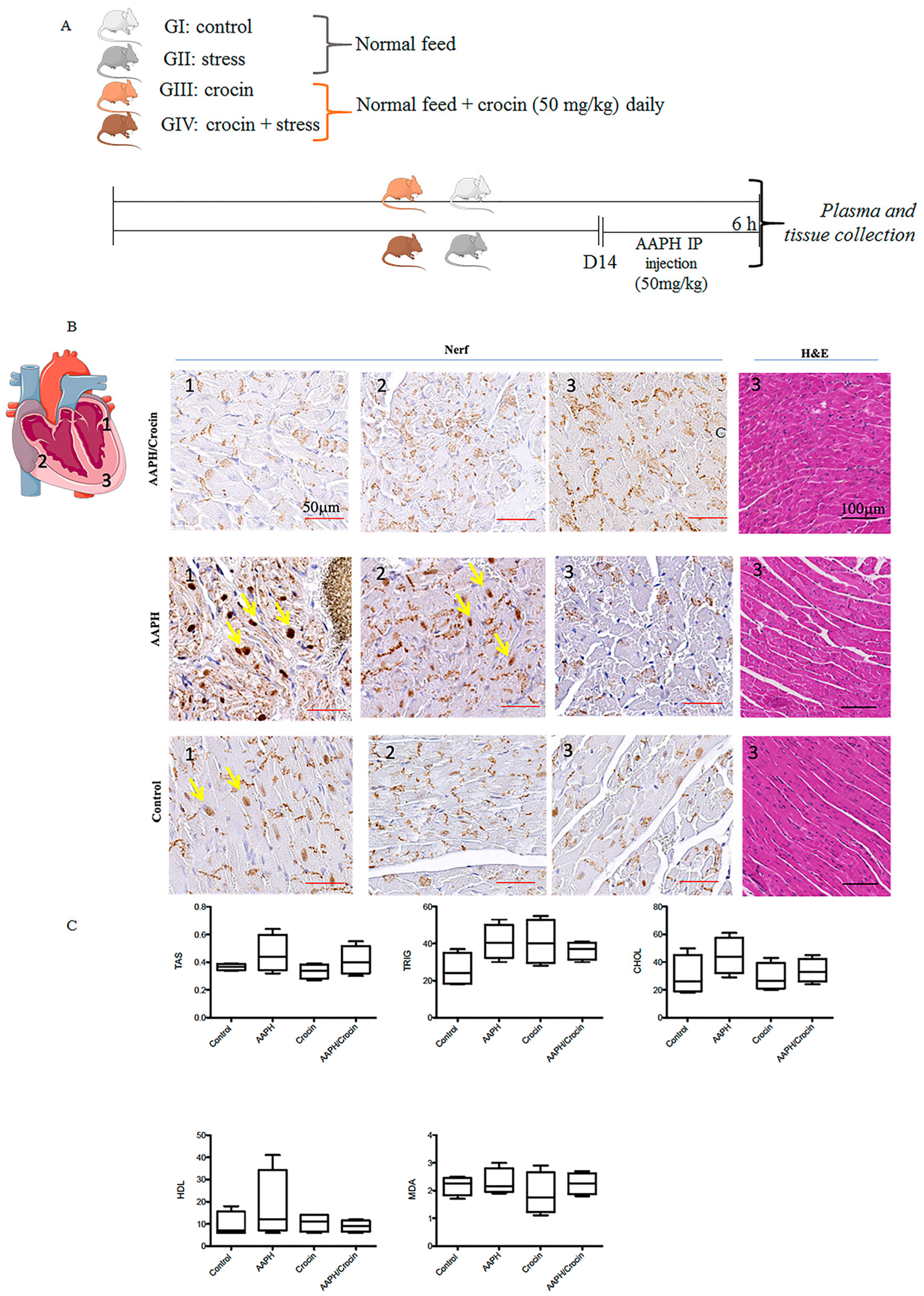 Pharmaceutics 16 00840 g006