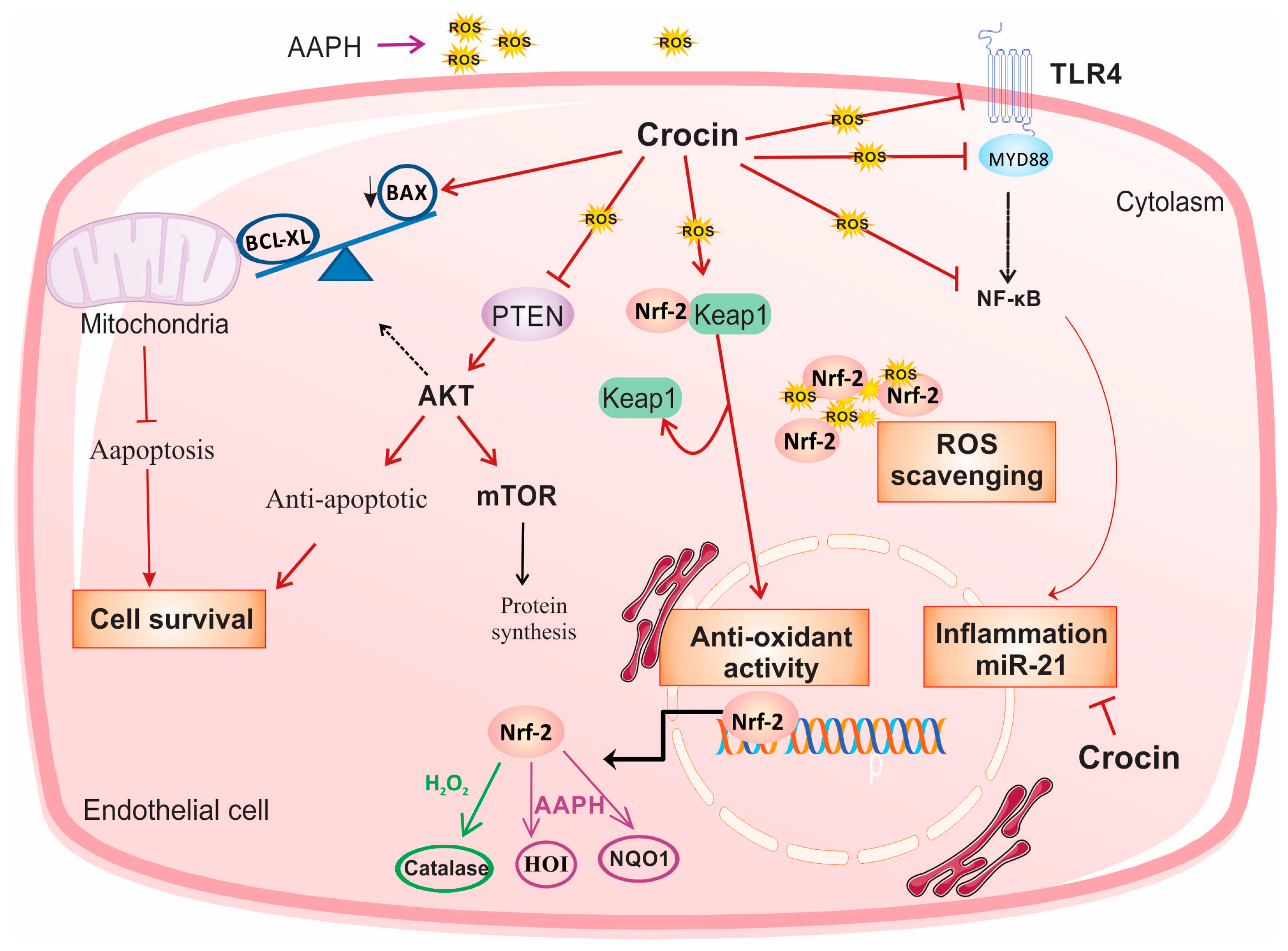 Pharmaceutics 16 00840 g008