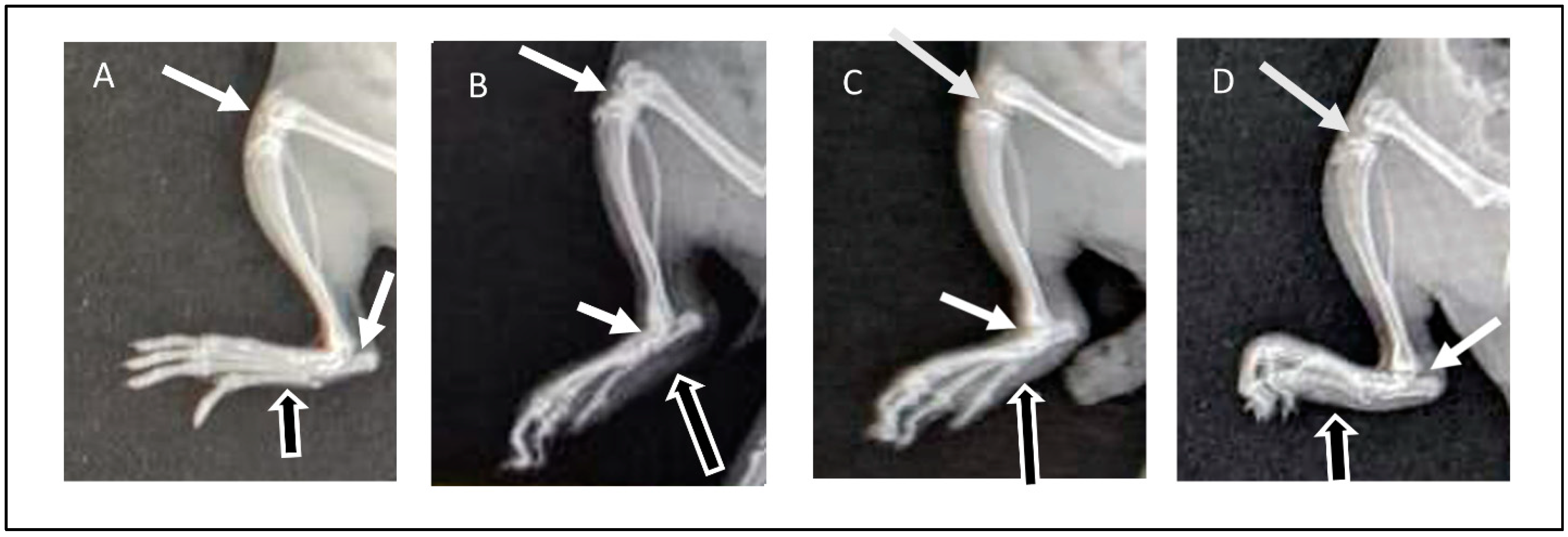 Pharmaceutics 16 00844 g007