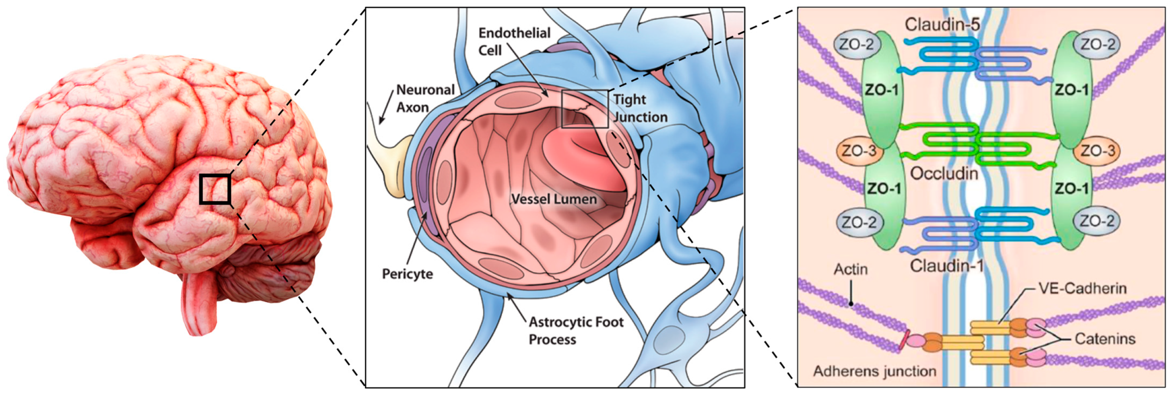 Pharmaceutics 16 00849 g001
