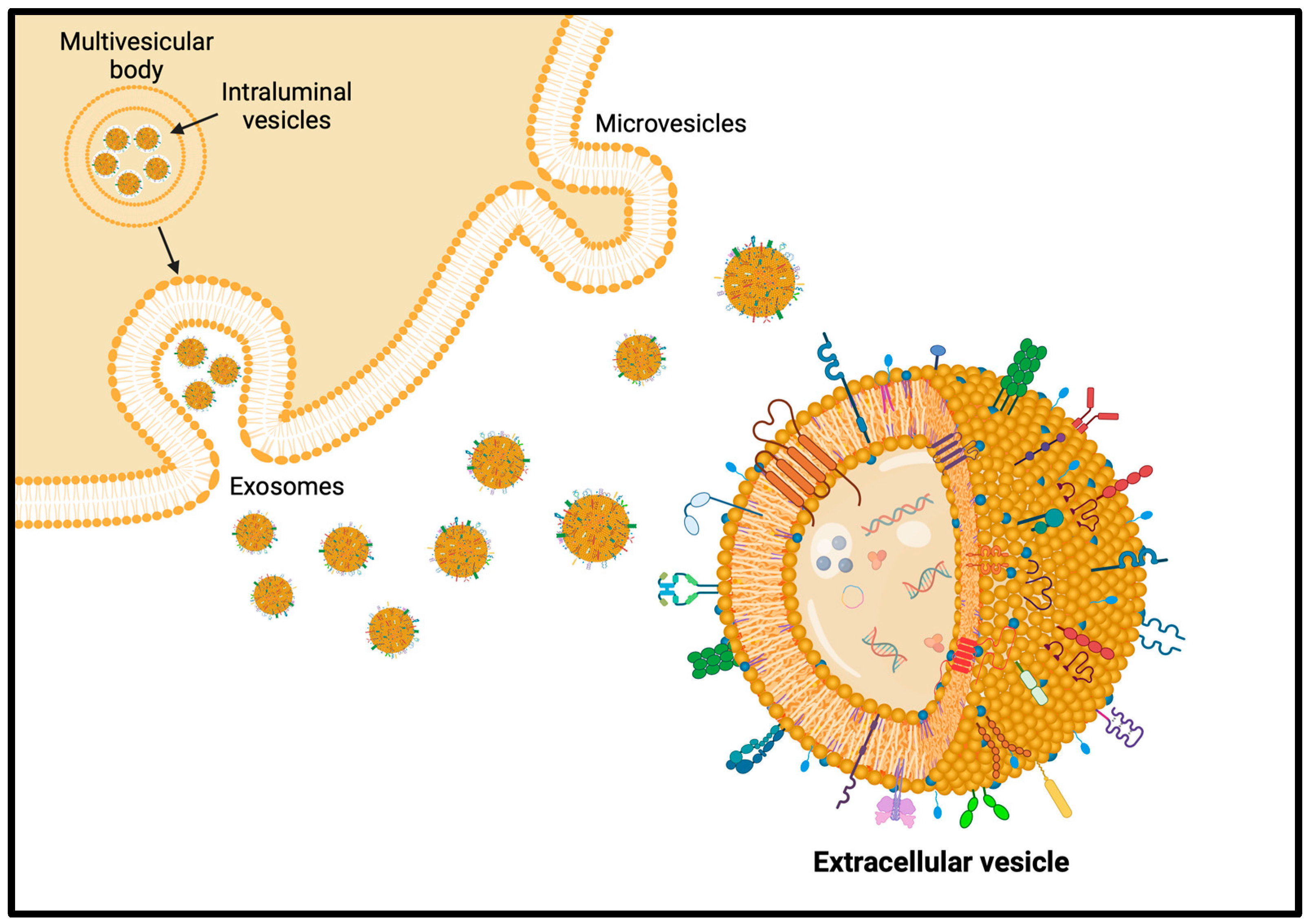 Pharmaceutics 16 00849 g005
