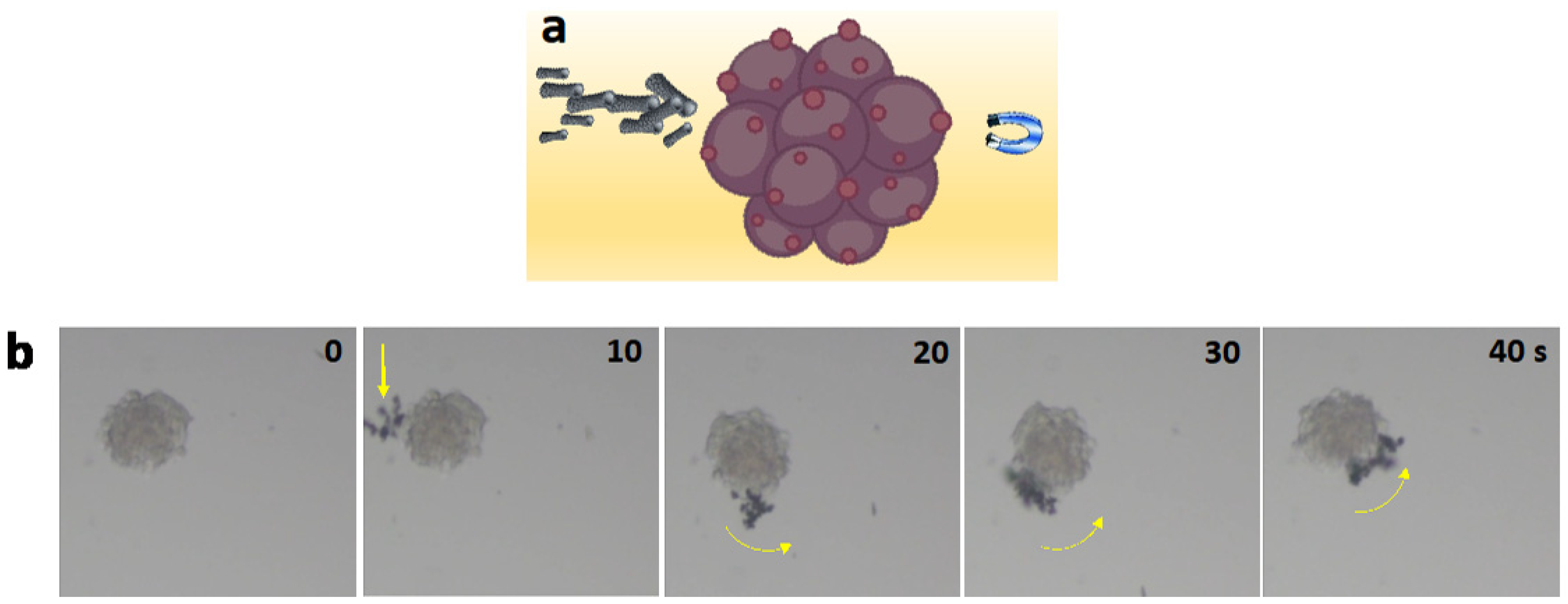 Pharmaceutics 16 00856 g007