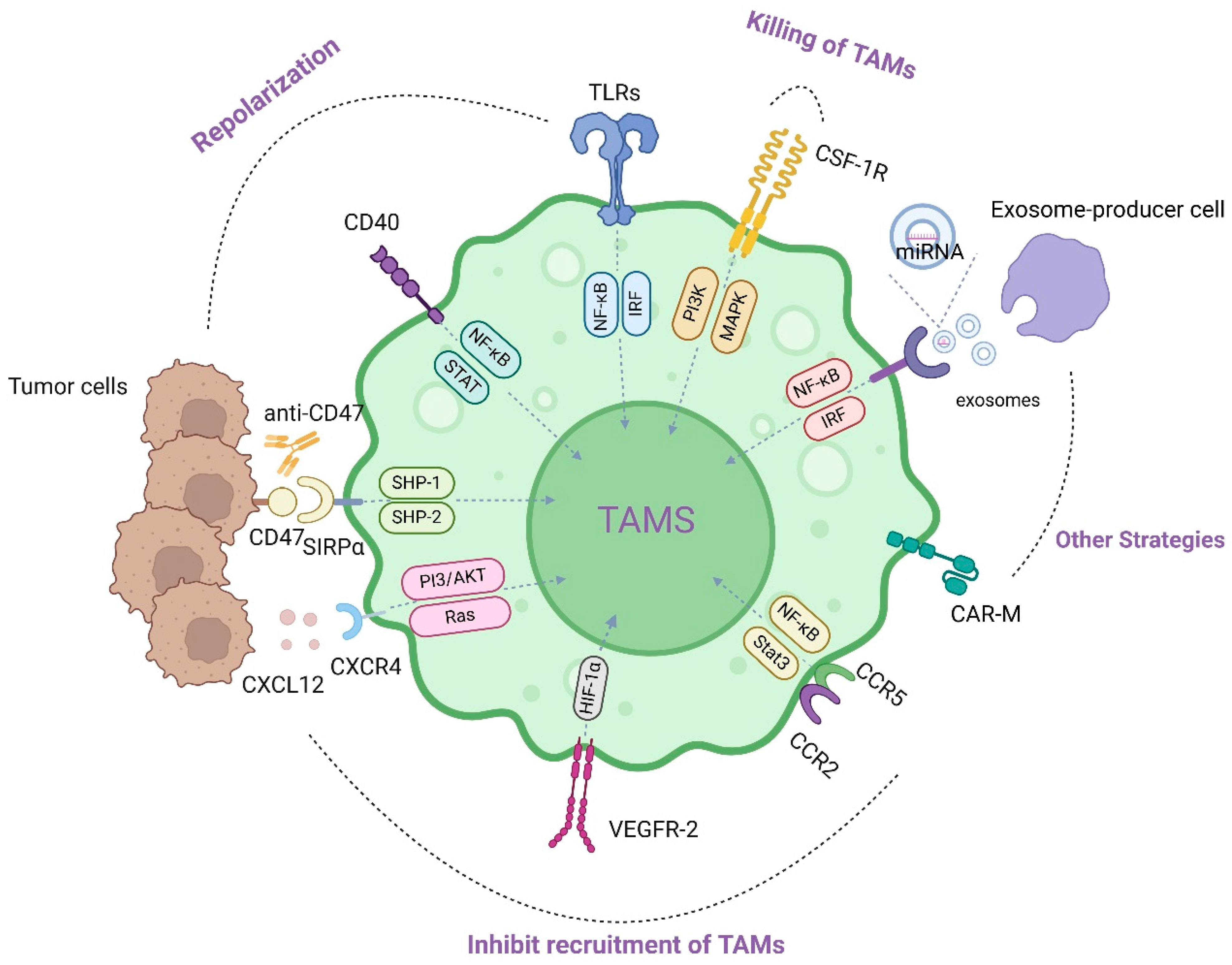 Pharmaceutics 16 00865 g002