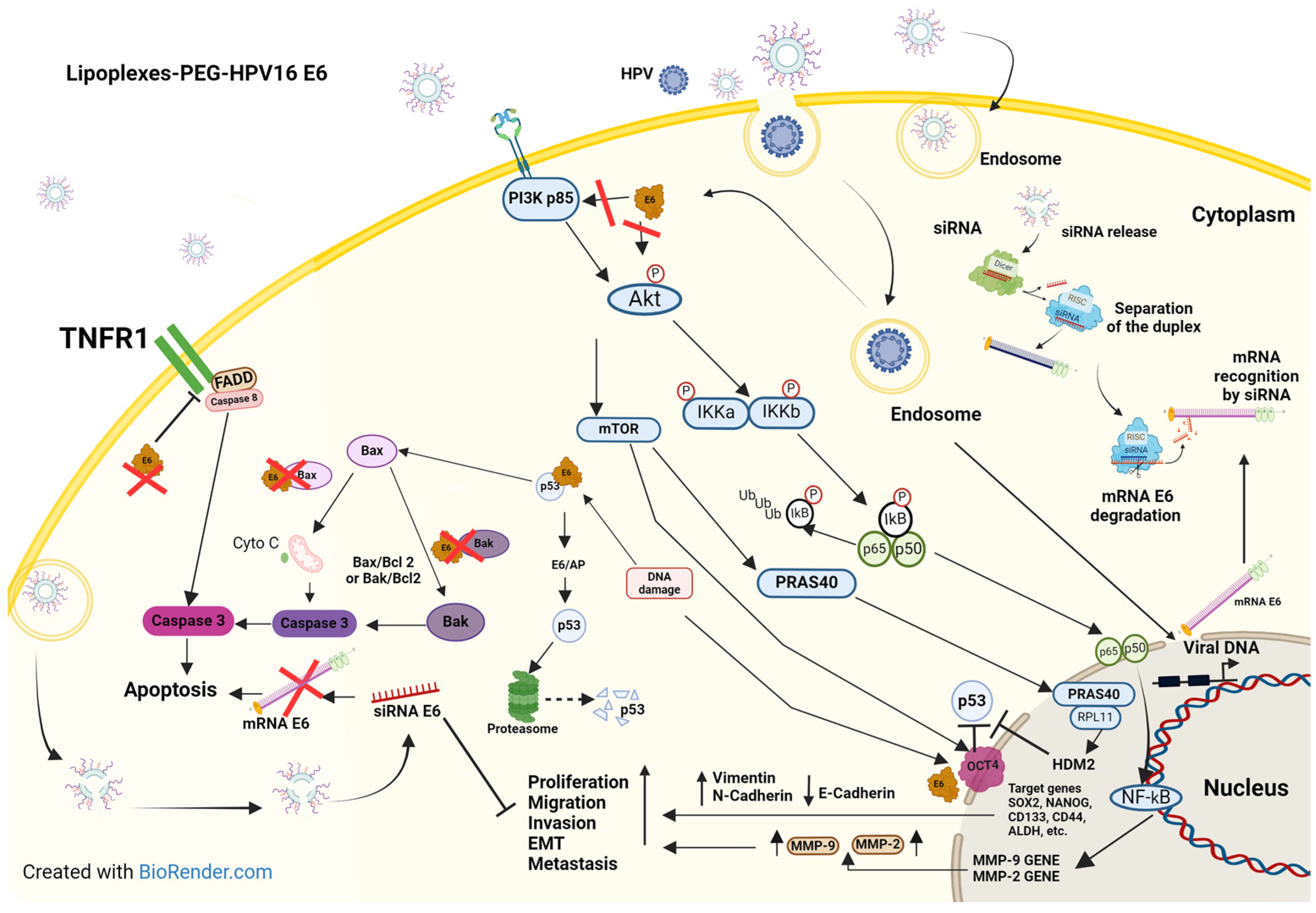 Pharmaceutics 16 00880 g007