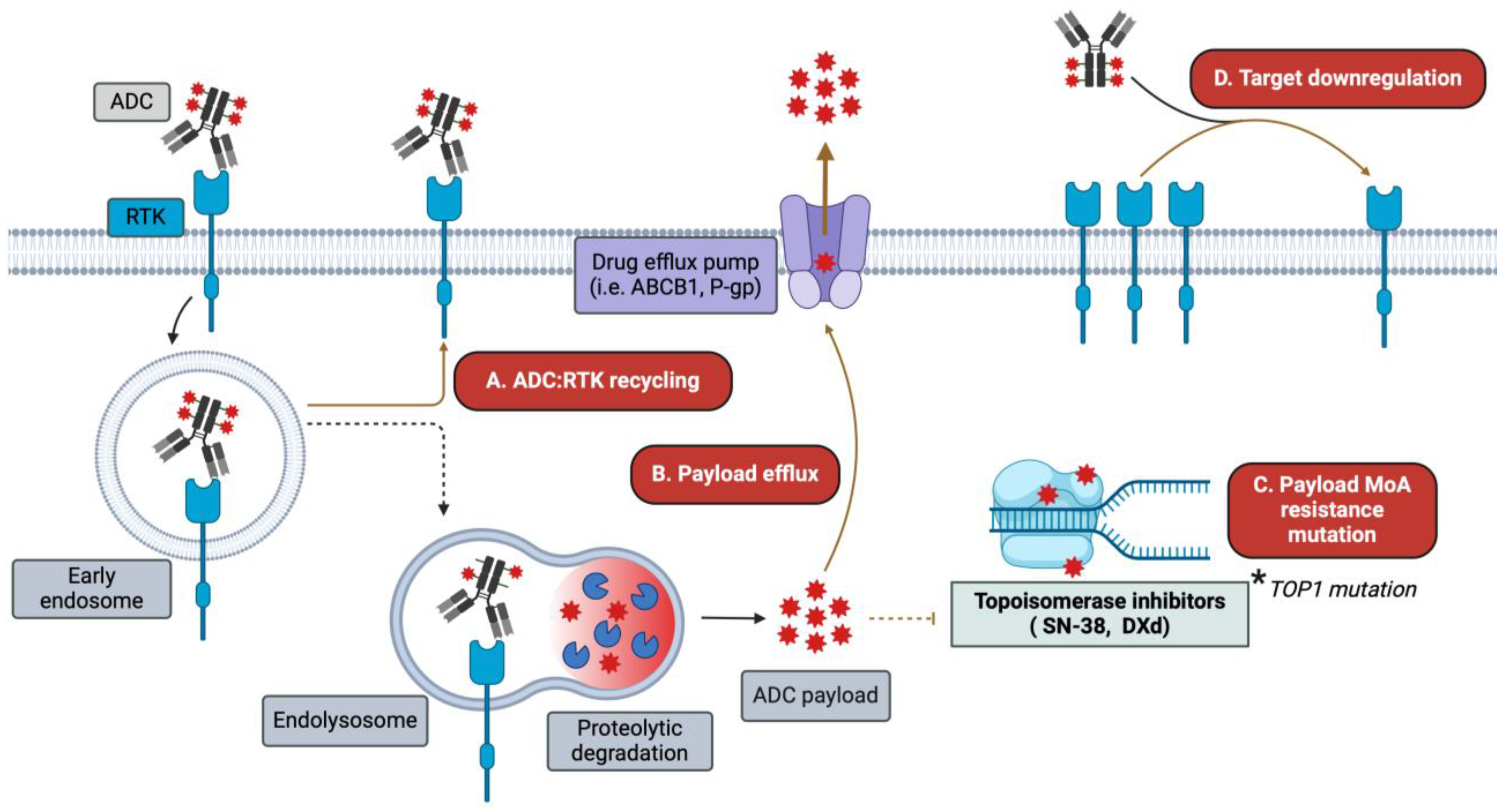 Pharmaceutics 16 00890 g003