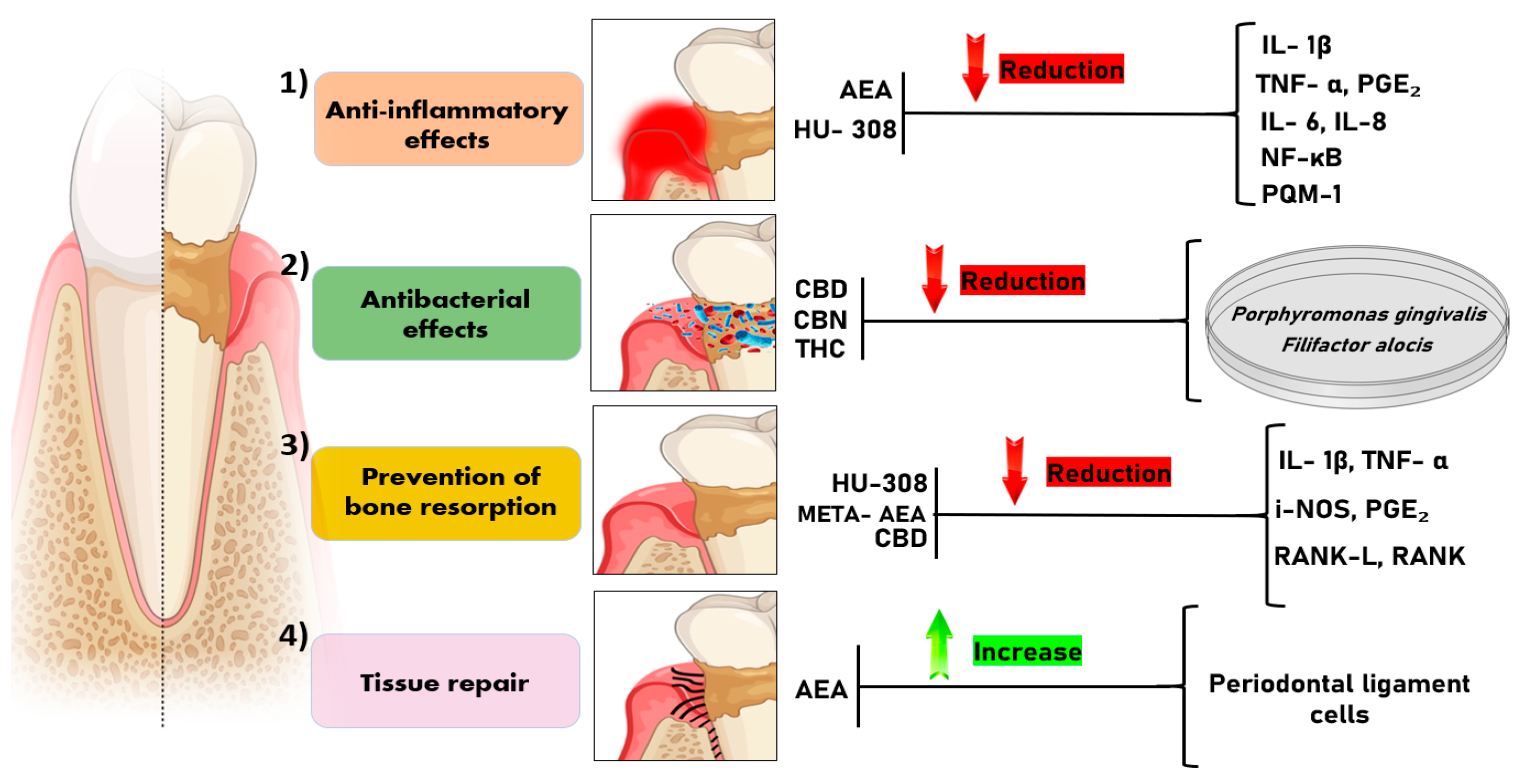 Pharmaceutics 16 00893 g003