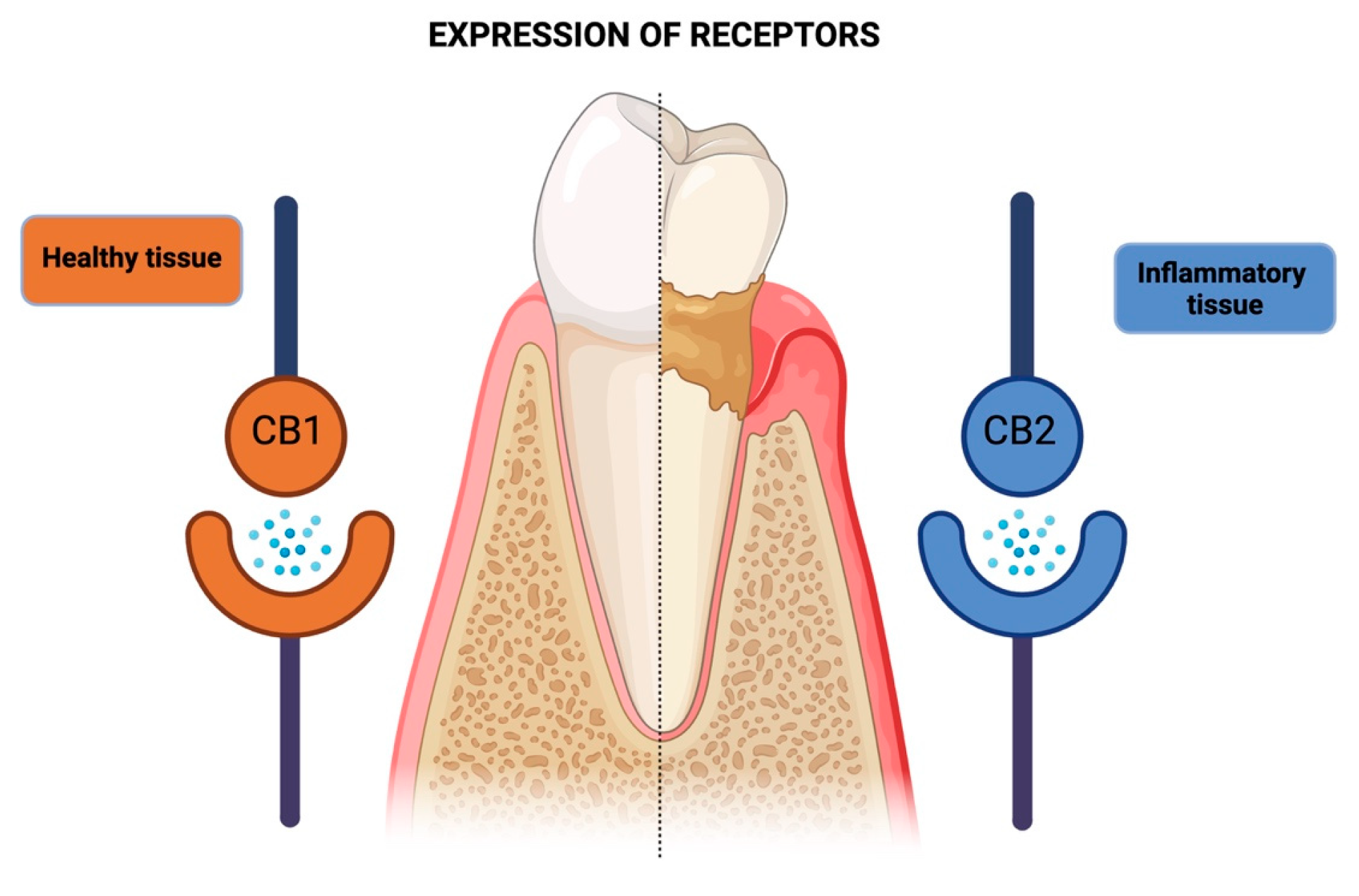 Pharmaceutics 16 00893 g004