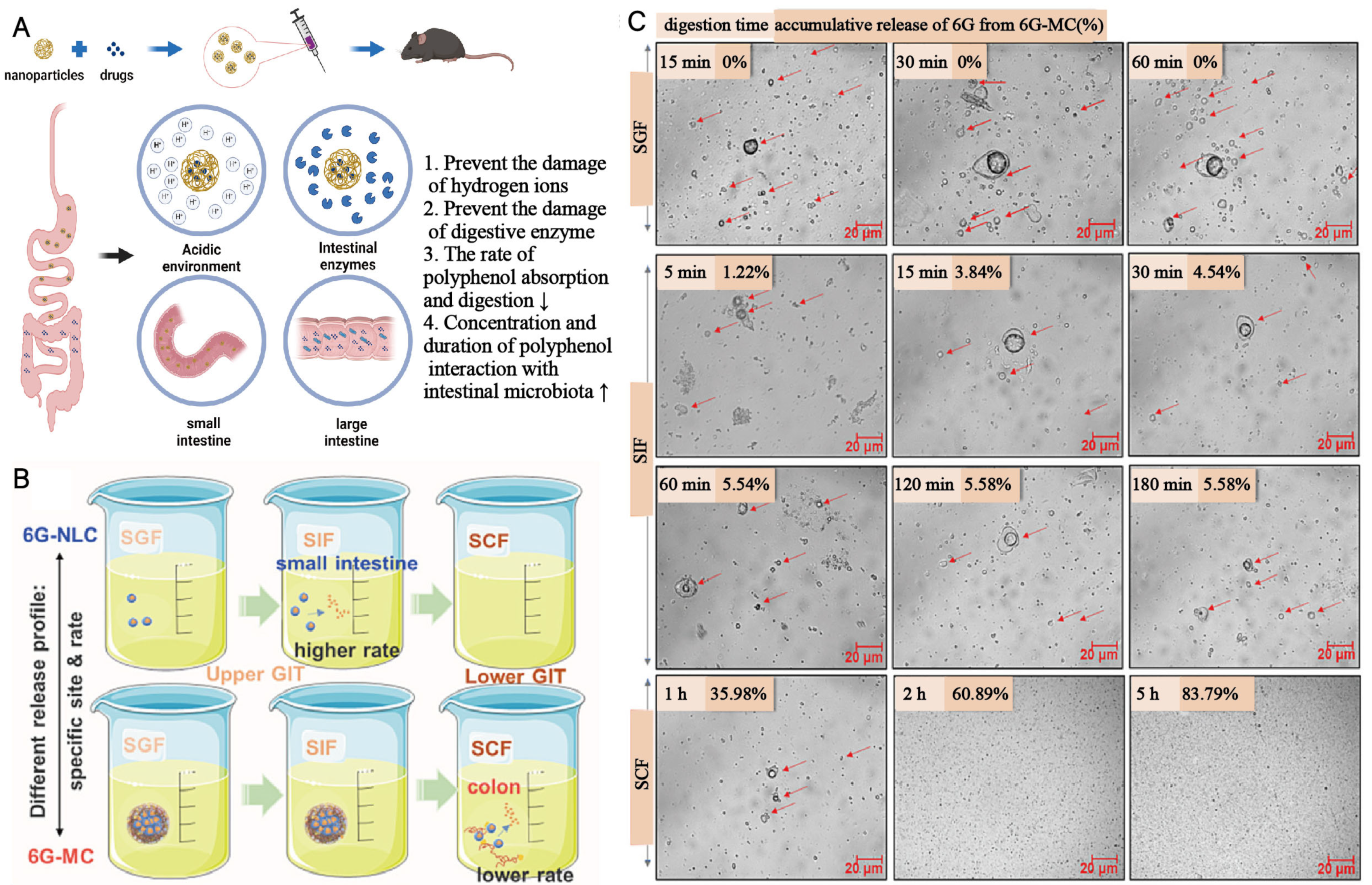 Pharmaceutics 16 00921 g002 Pharmaceutics 16 00921 g002