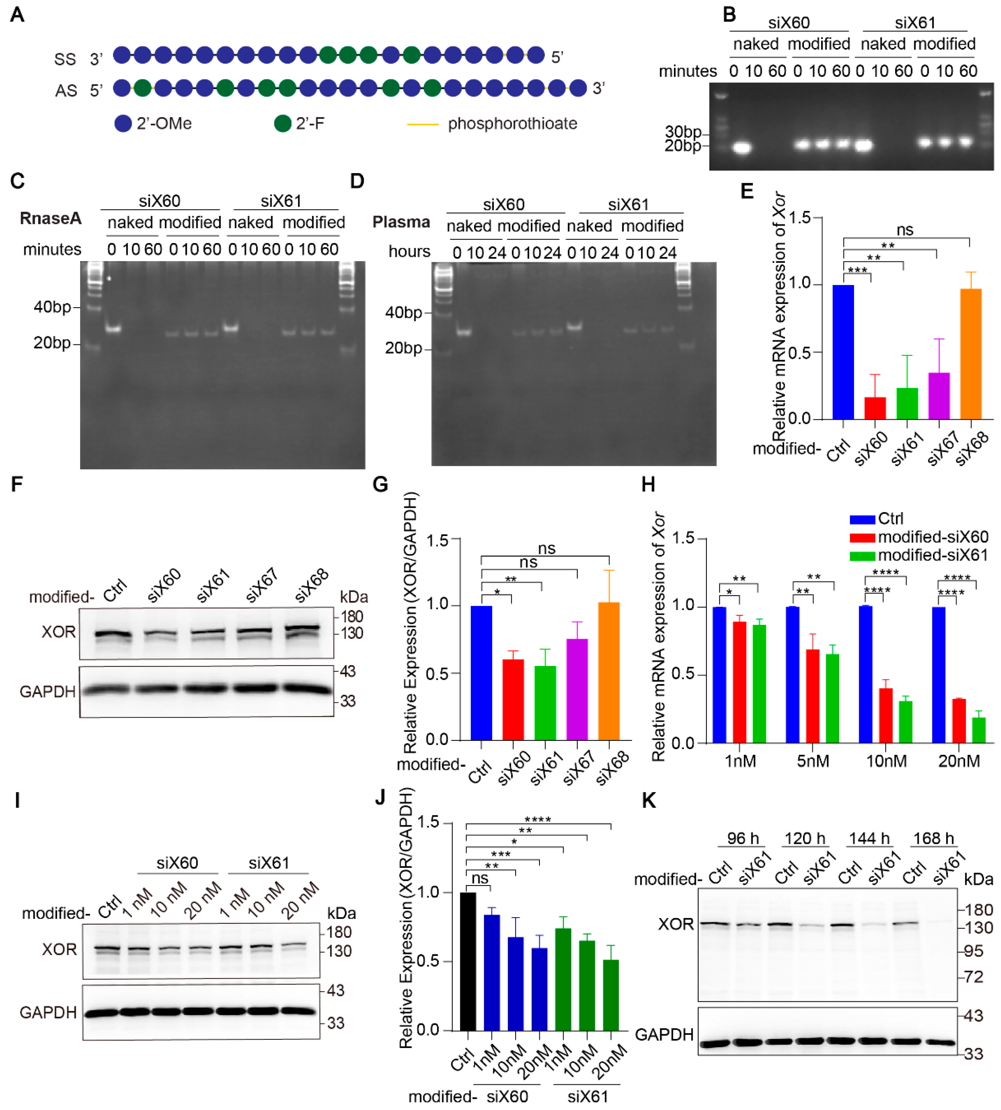 Pharmaceutics 16 00938 g002