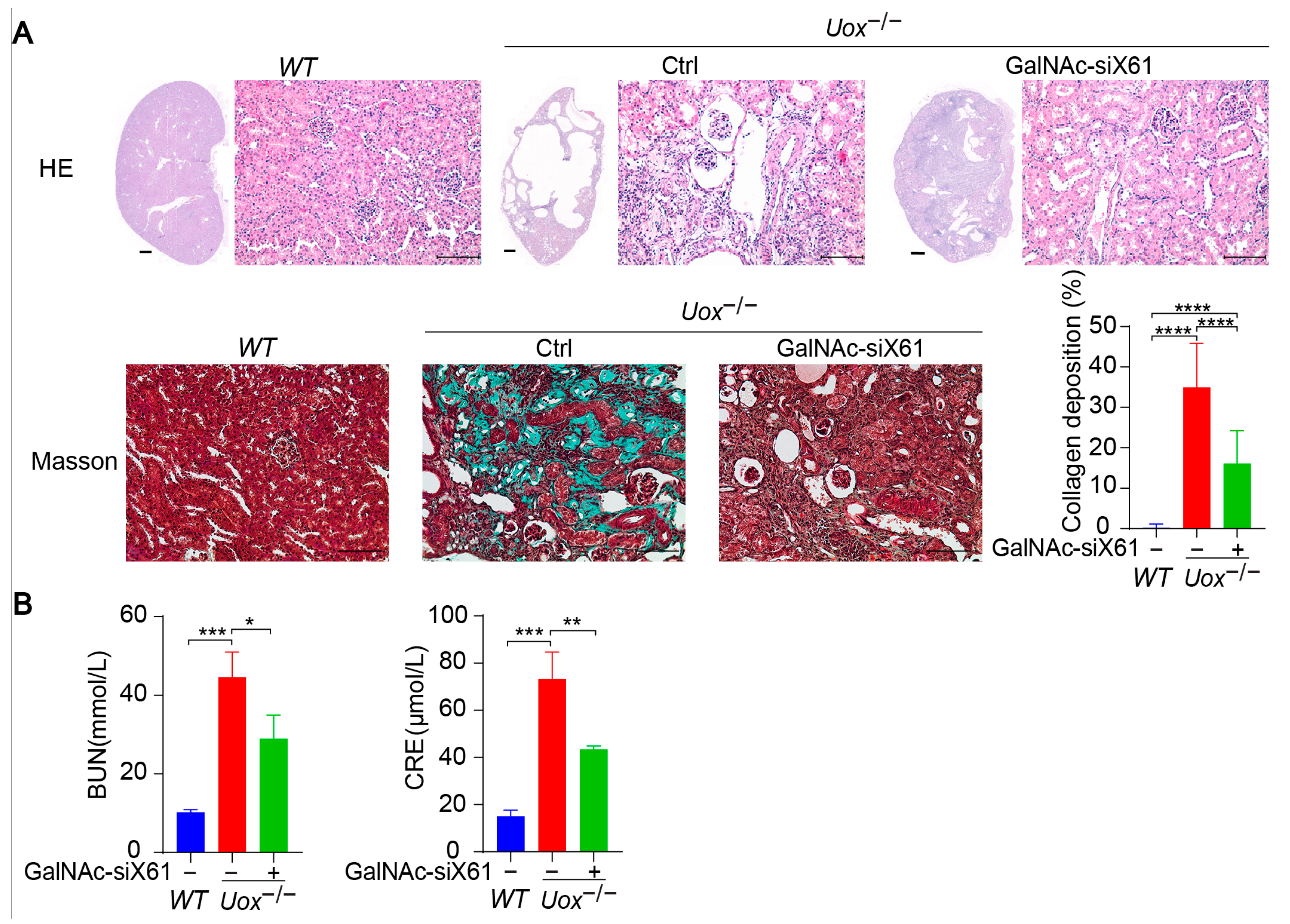 Pharmaceutics 16 00938 g009