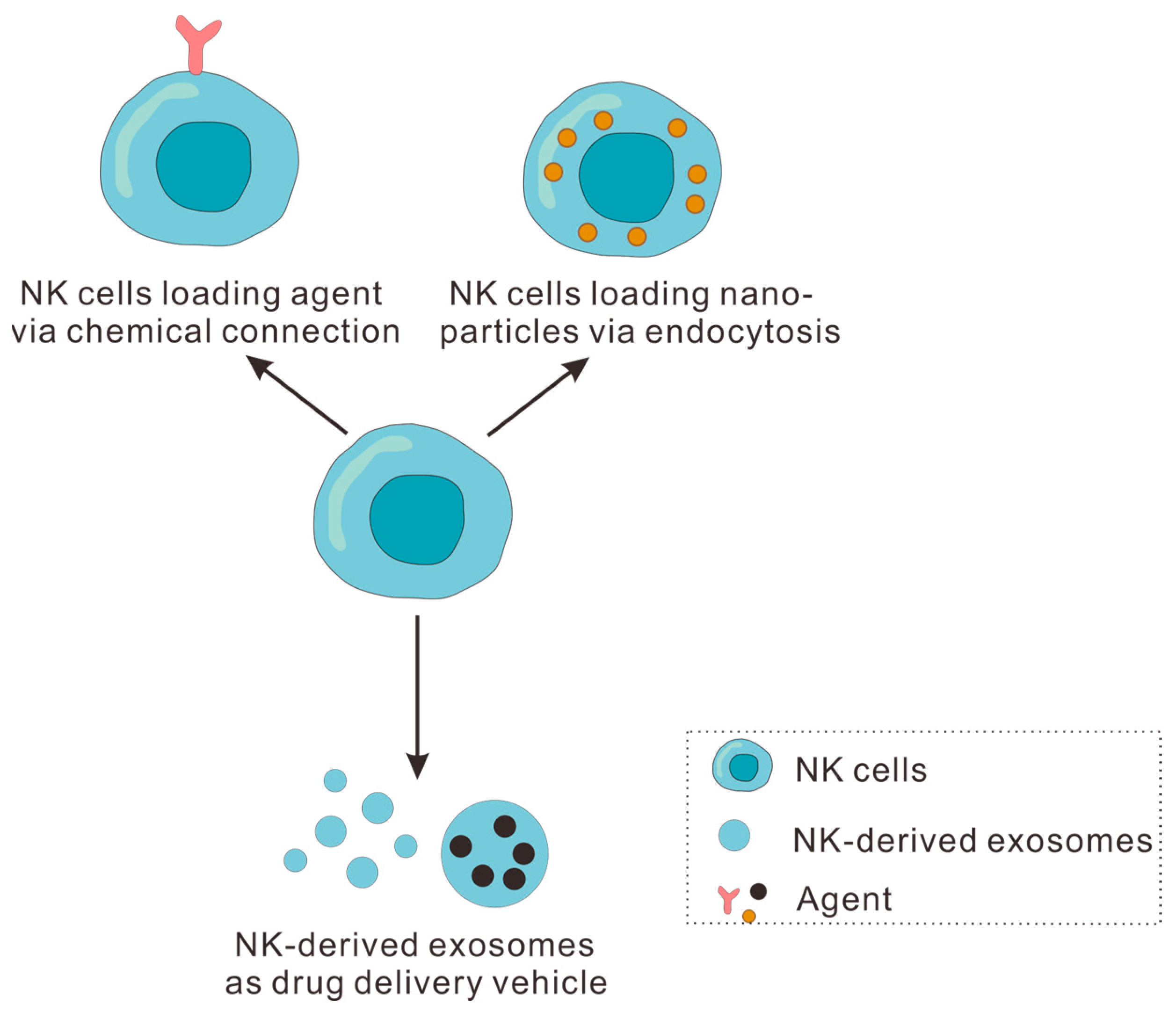 Pharmaceutics 16 00939 g004