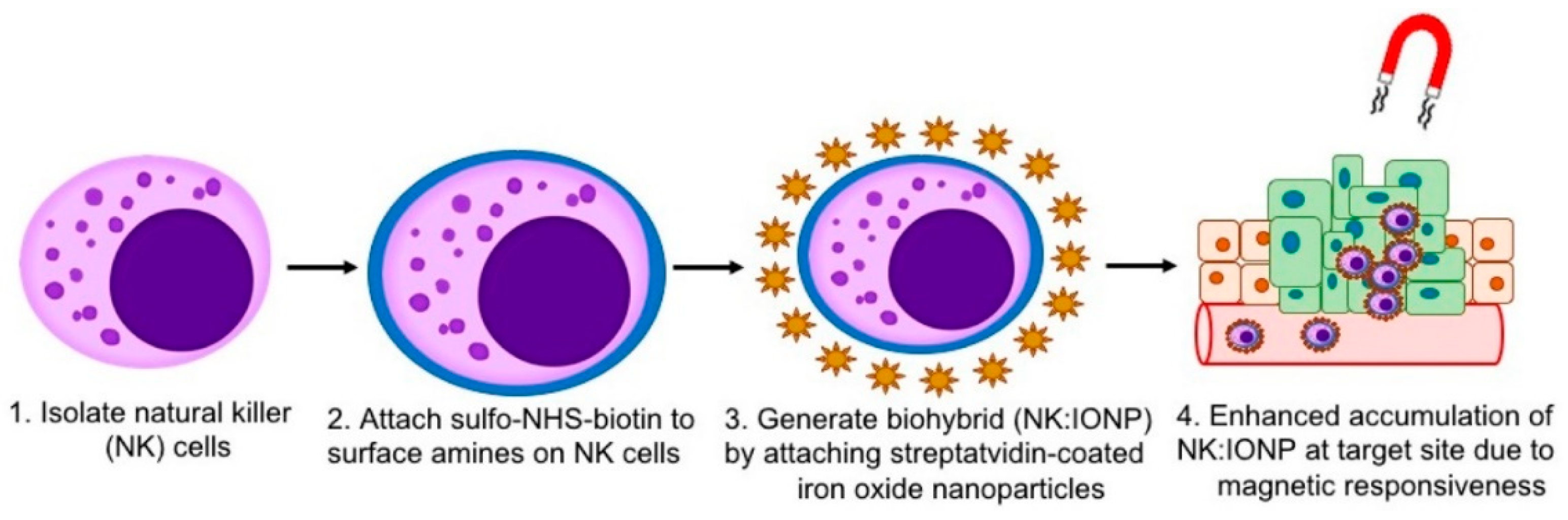 Pharmaceutics 16 00939 g005