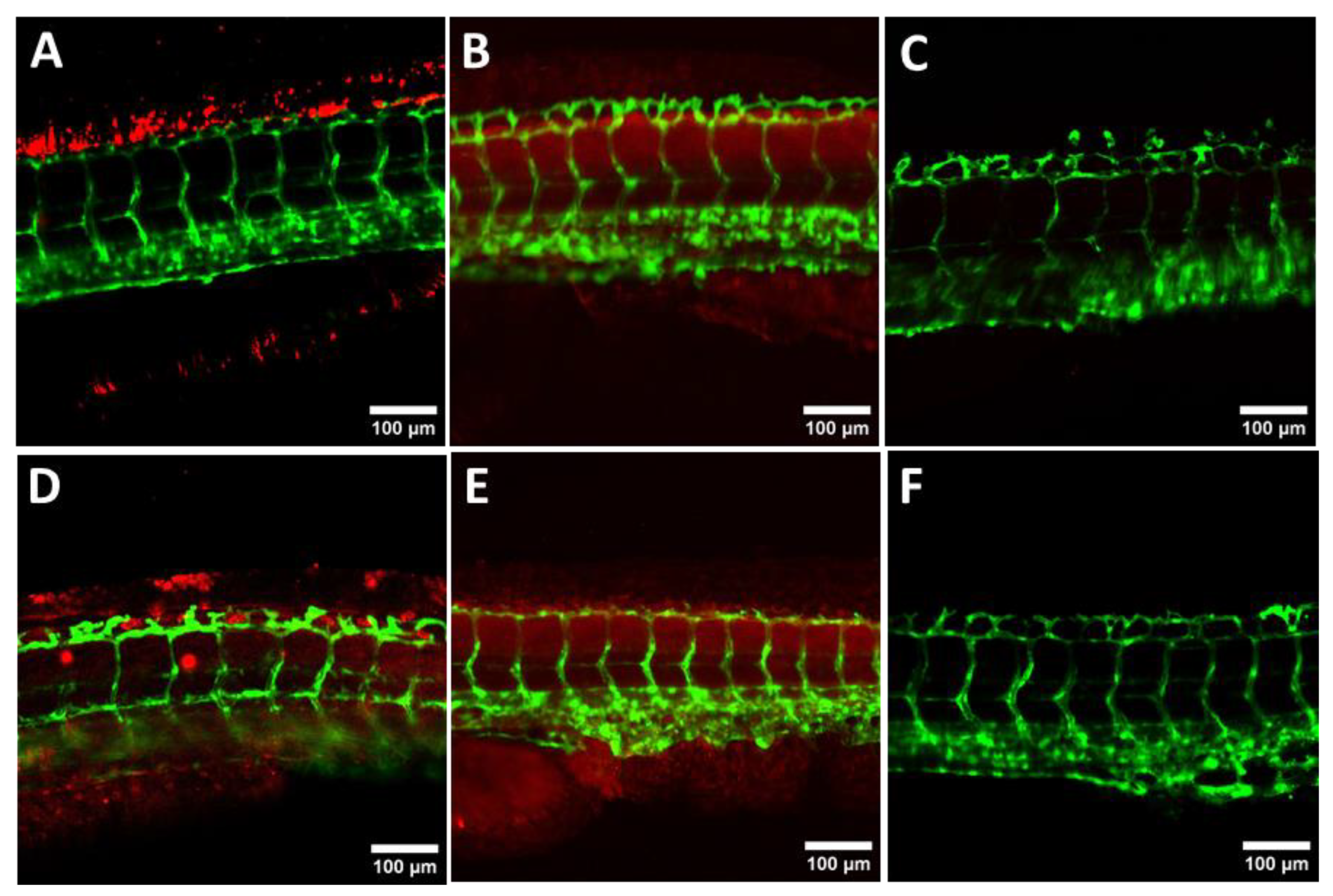 Pharmaceutics 16 00961 g005