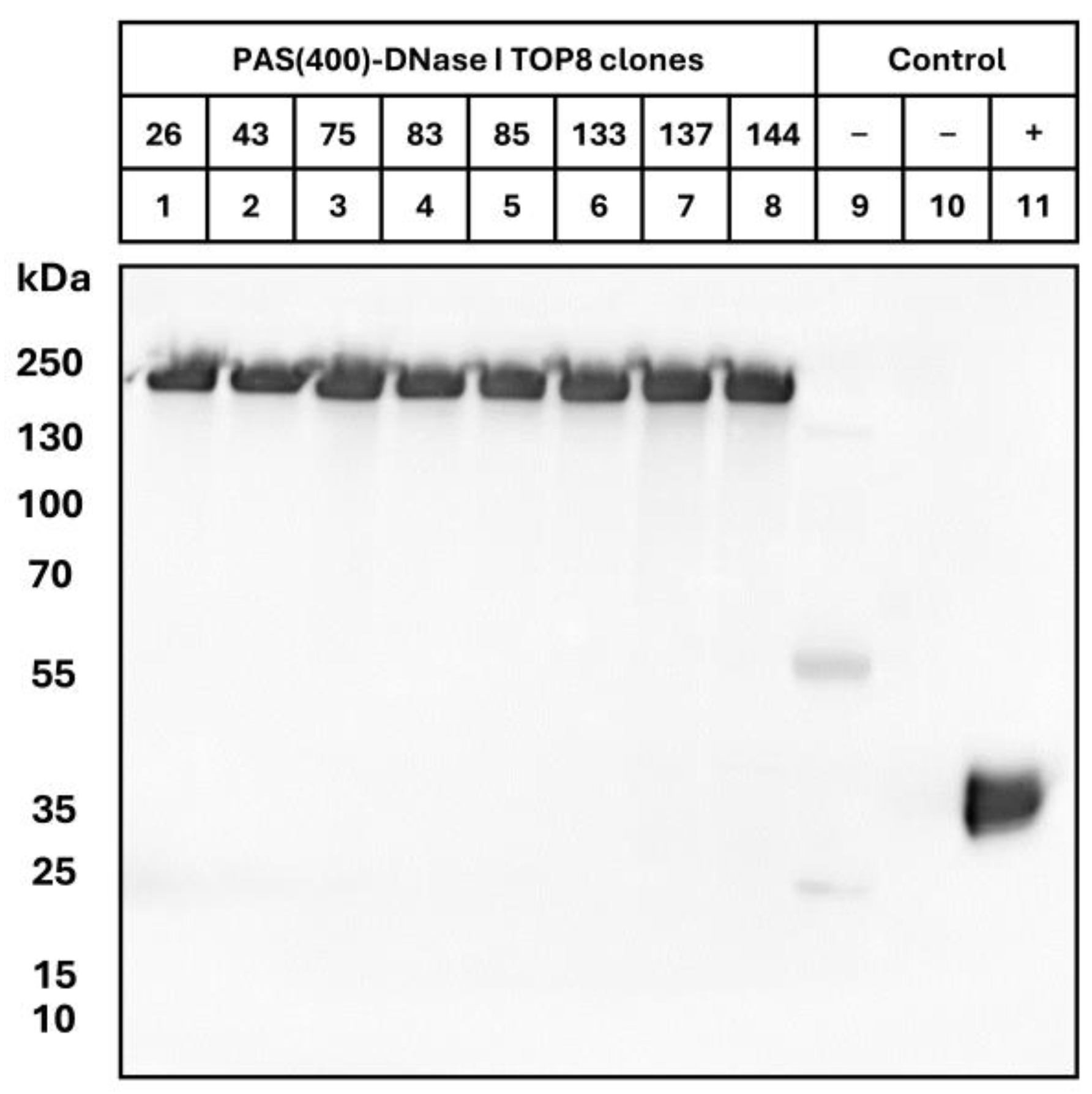 Pharmaceutics 16 00967 g001