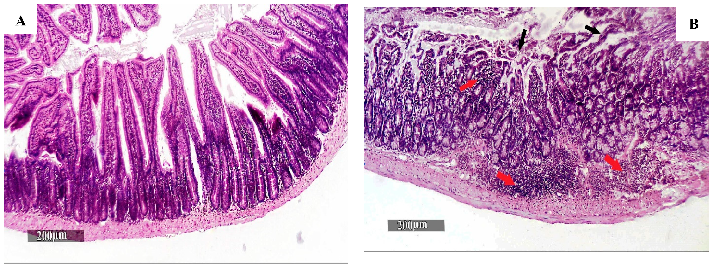 Pharmaceutics 16 00968 g004a