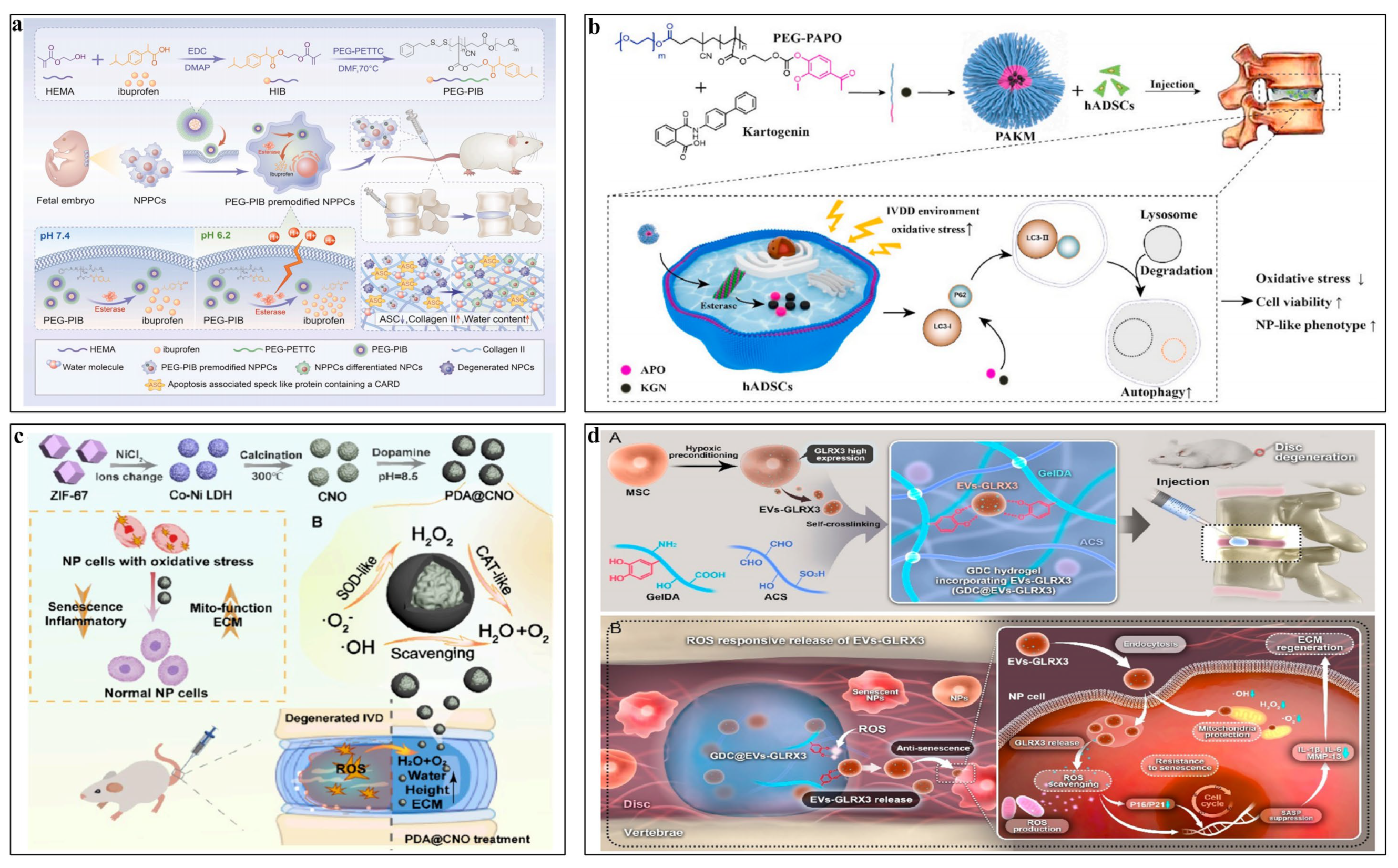 Pharmaceutics 16 00979 g006 Pharmaceutics 16 00979 g006