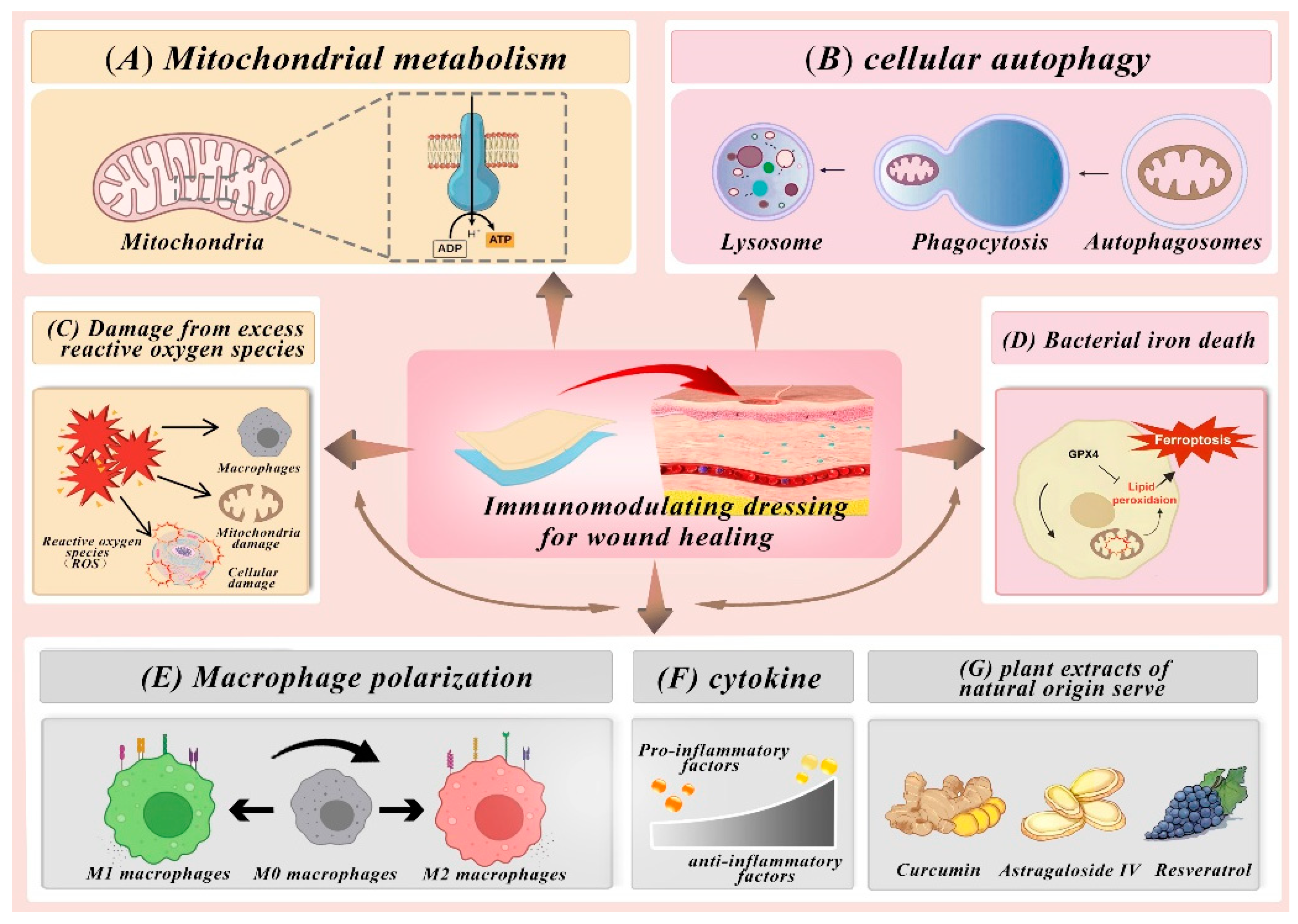 Pharmaceutics 16 00990 g002 Pharmaceutics 16 00990 g002