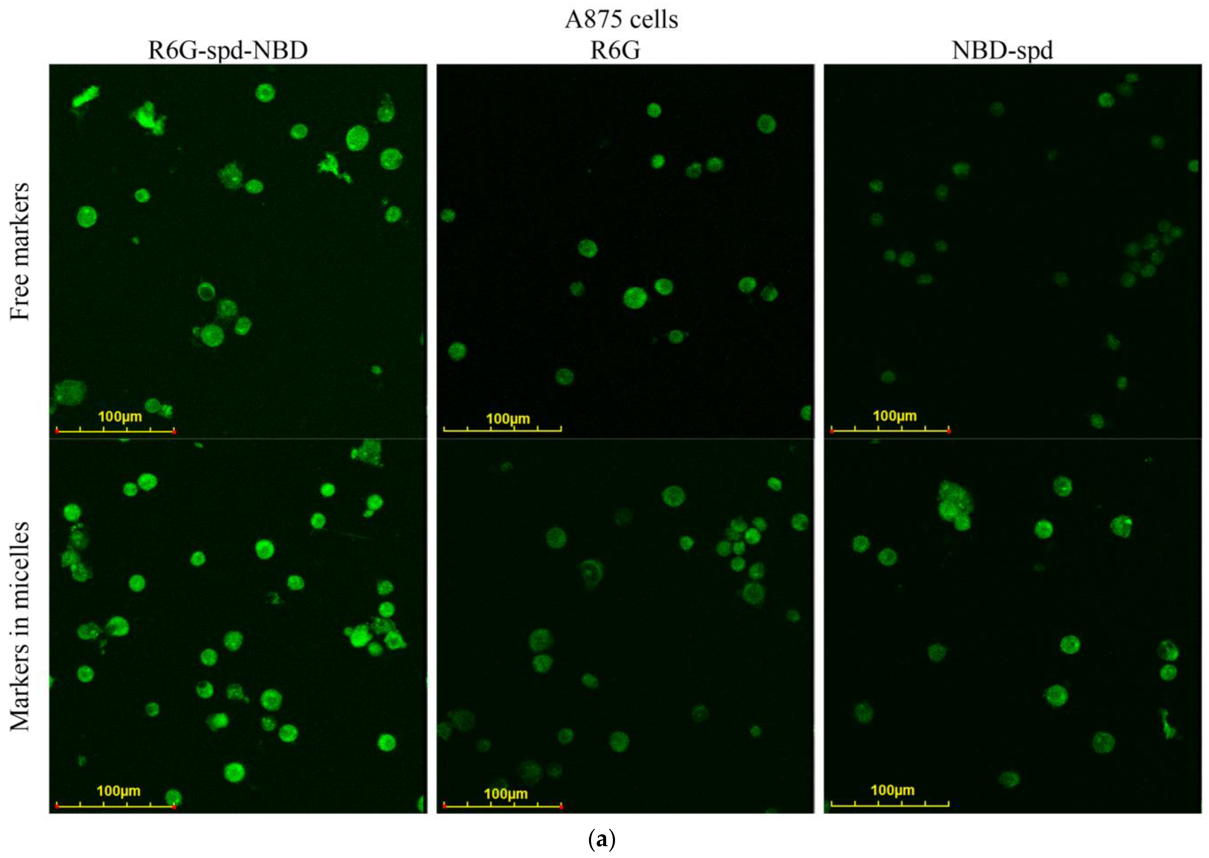 Pharmaceutics 16 01007 g006a