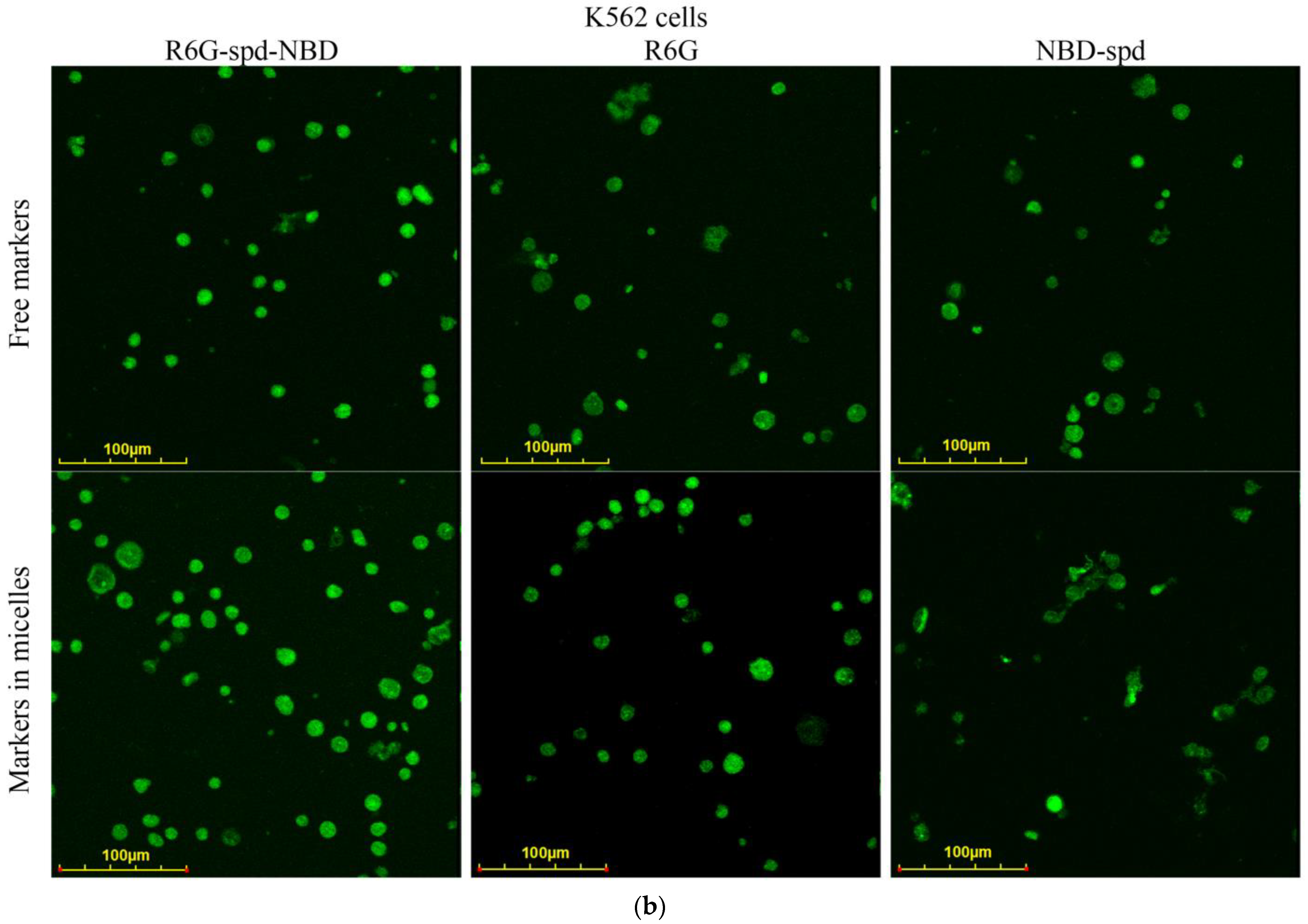 Pharmaceutics 16 01007 g006b