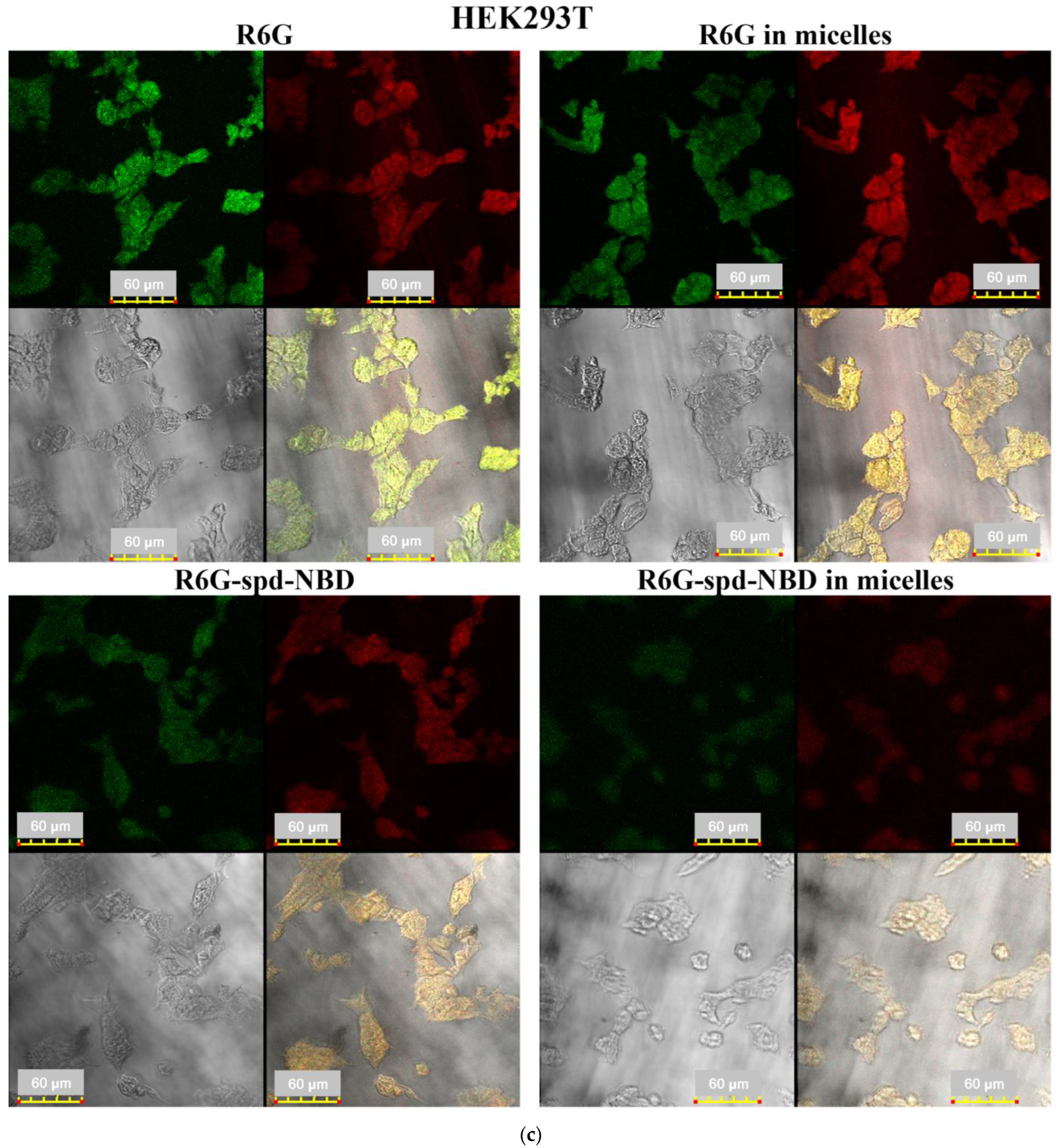 Pharmaceutics 16 01007 g006c