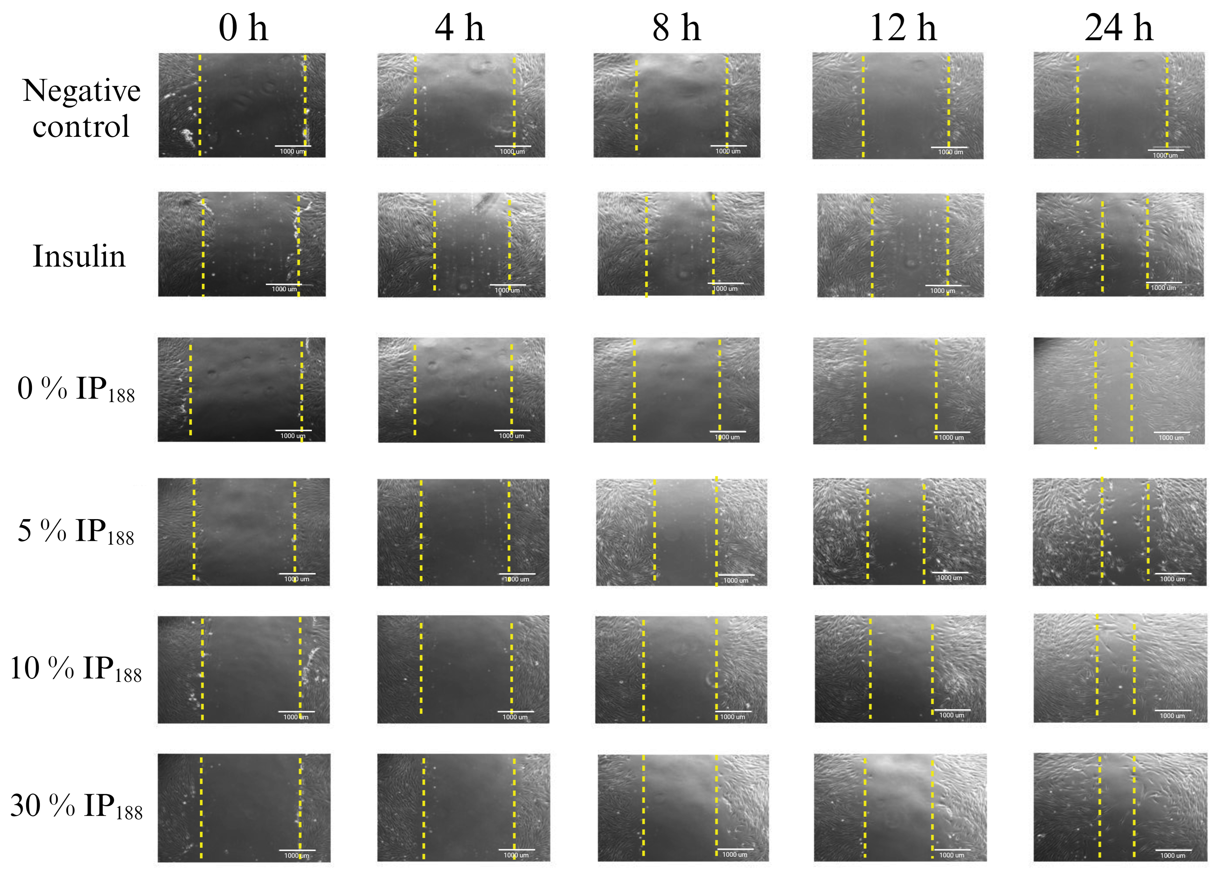 Pharmaceutics 16 01012 g007