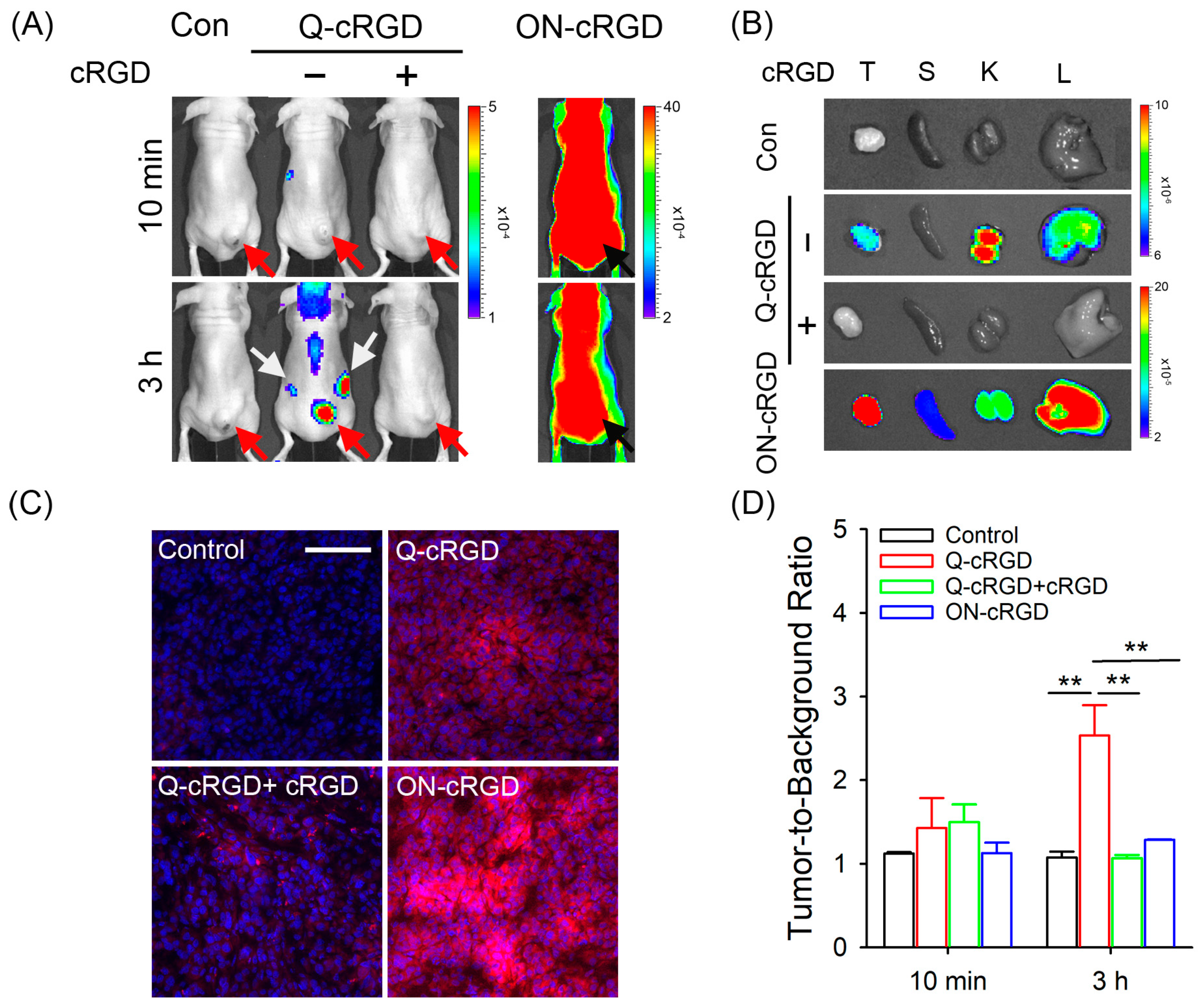 Pharmaceutics 16 01034 g005