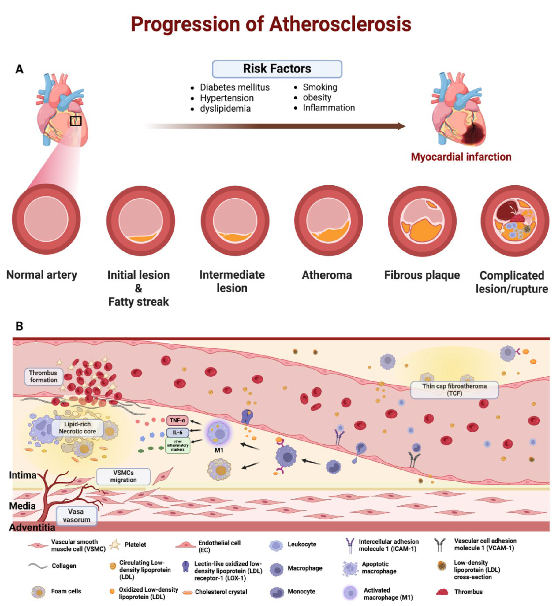 Pharmaceutics 16 01037 g001 Pharmaceutics 16 01037 g001