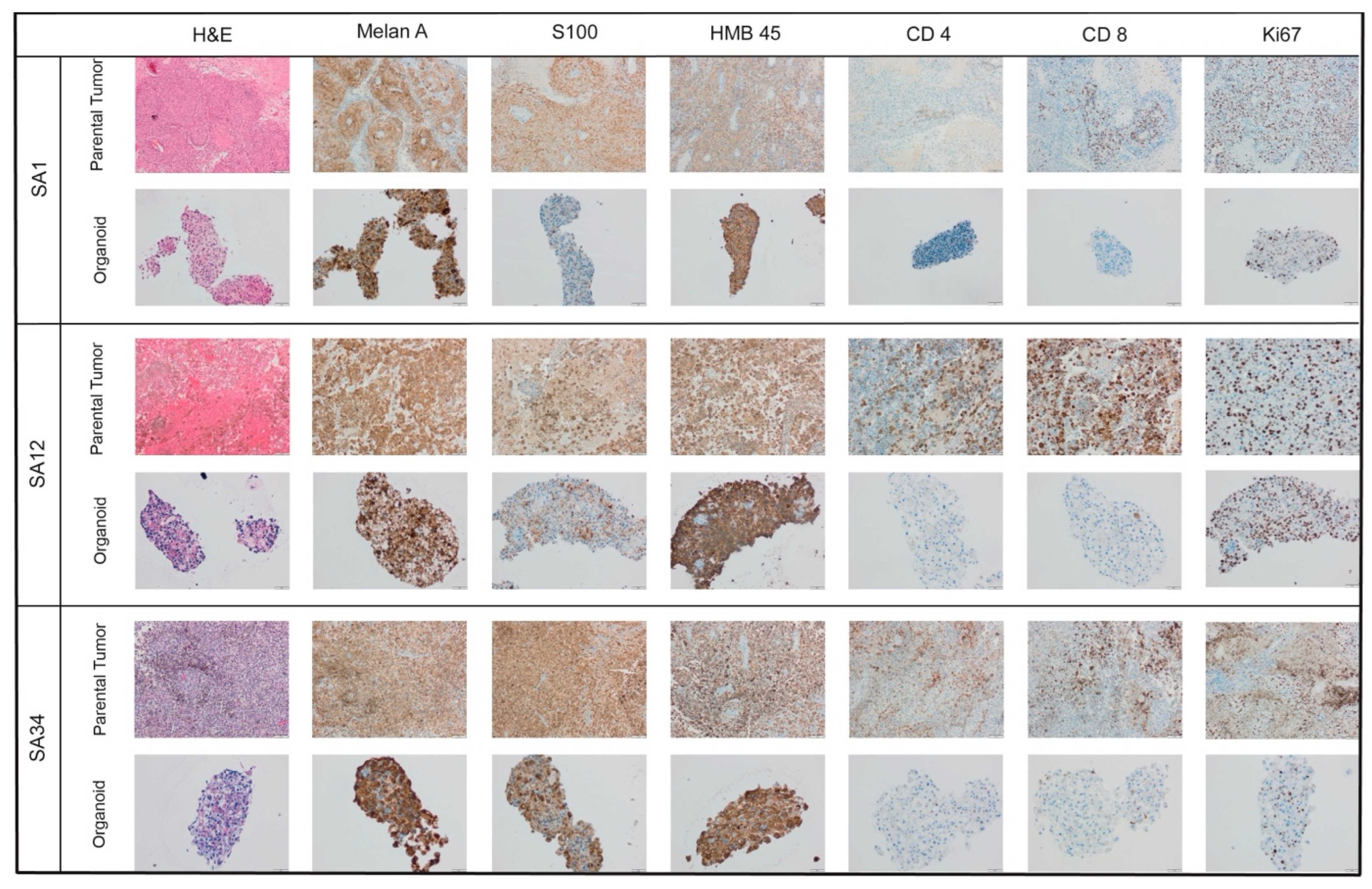 Pharmaceutics 16 01042 g002
