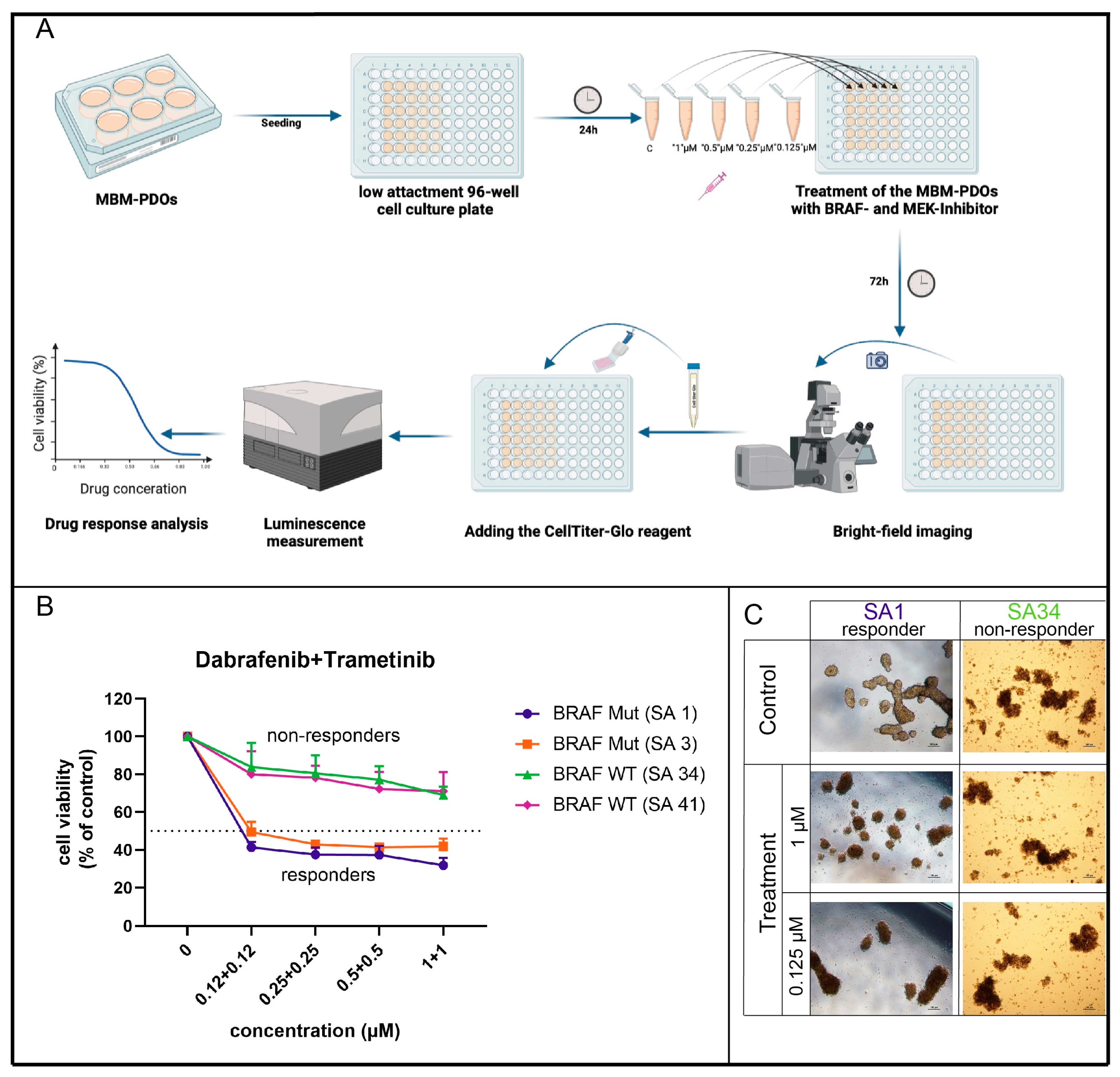 Pharmaceutics 16 01042 g004